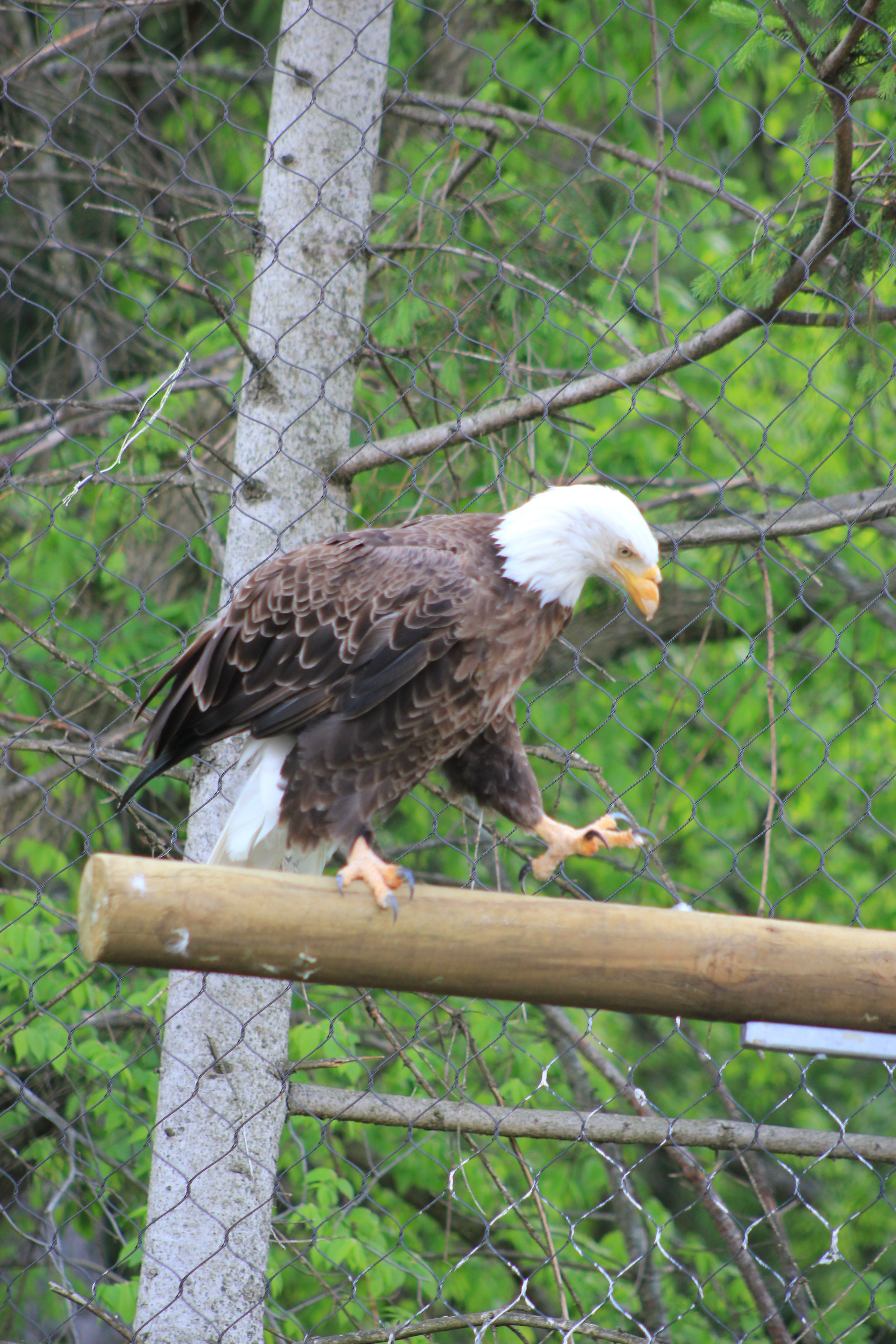 Bald Eagle Walking the Plank