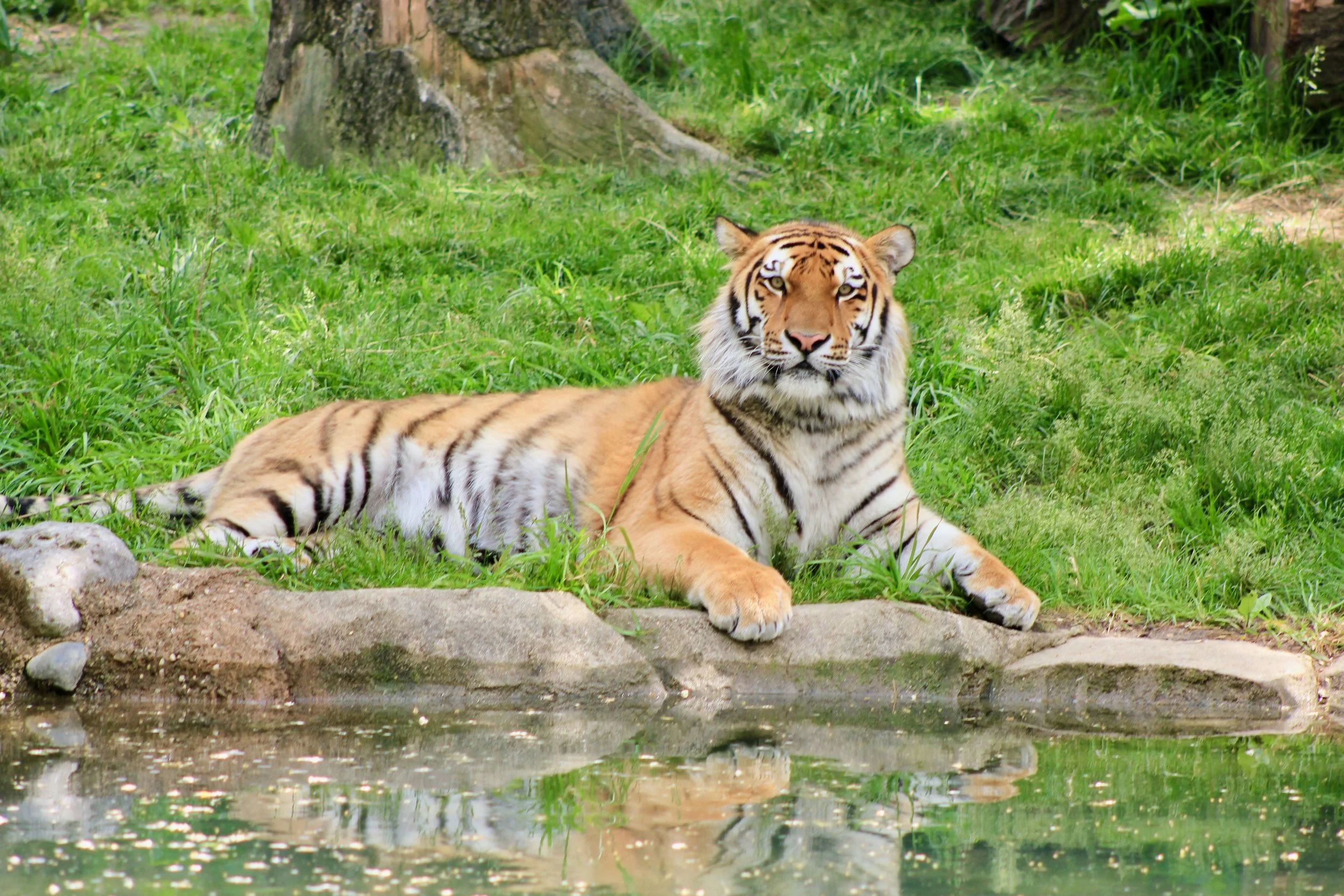 Tiger - Looking at Camera - 1.jpeg