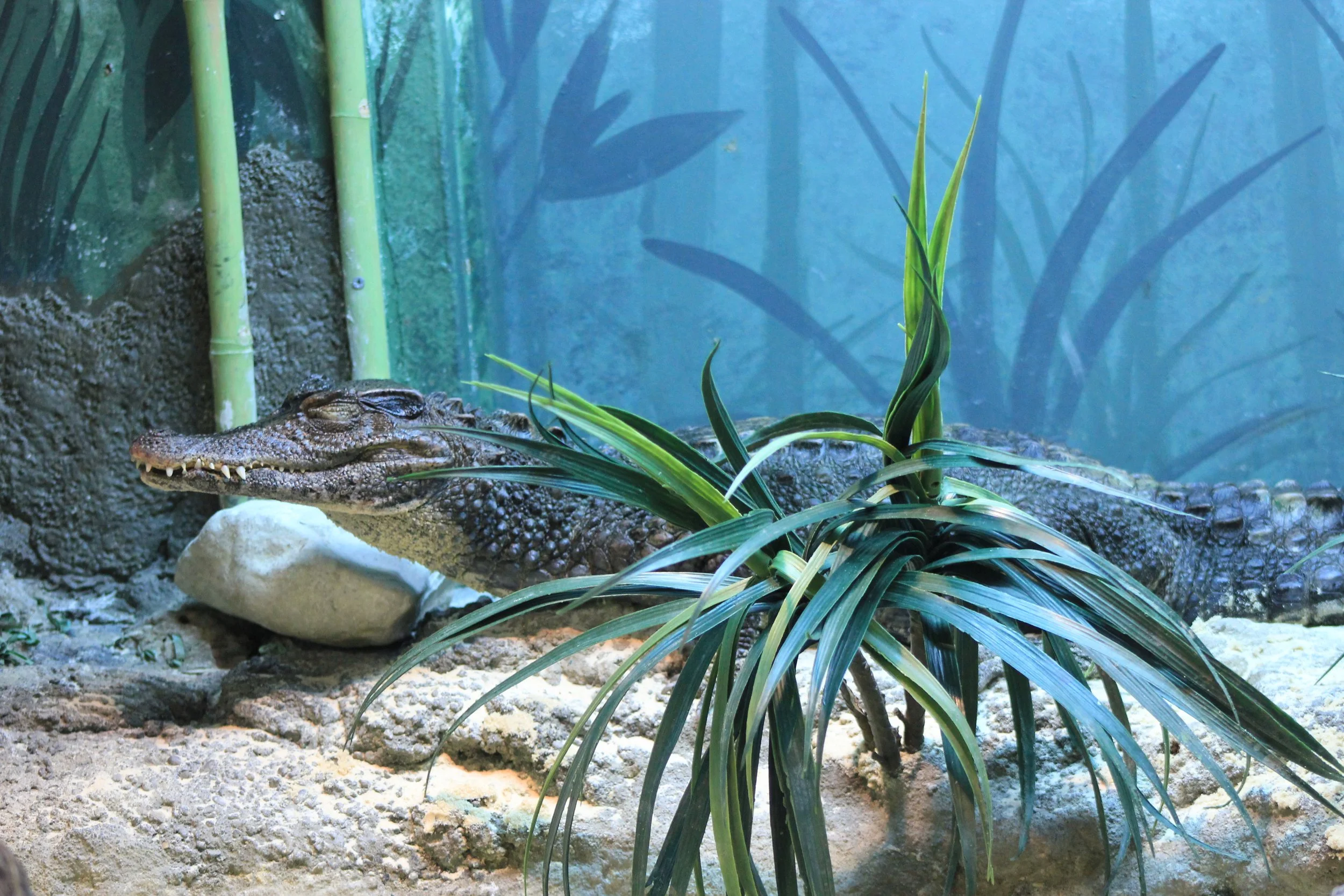Crocodile