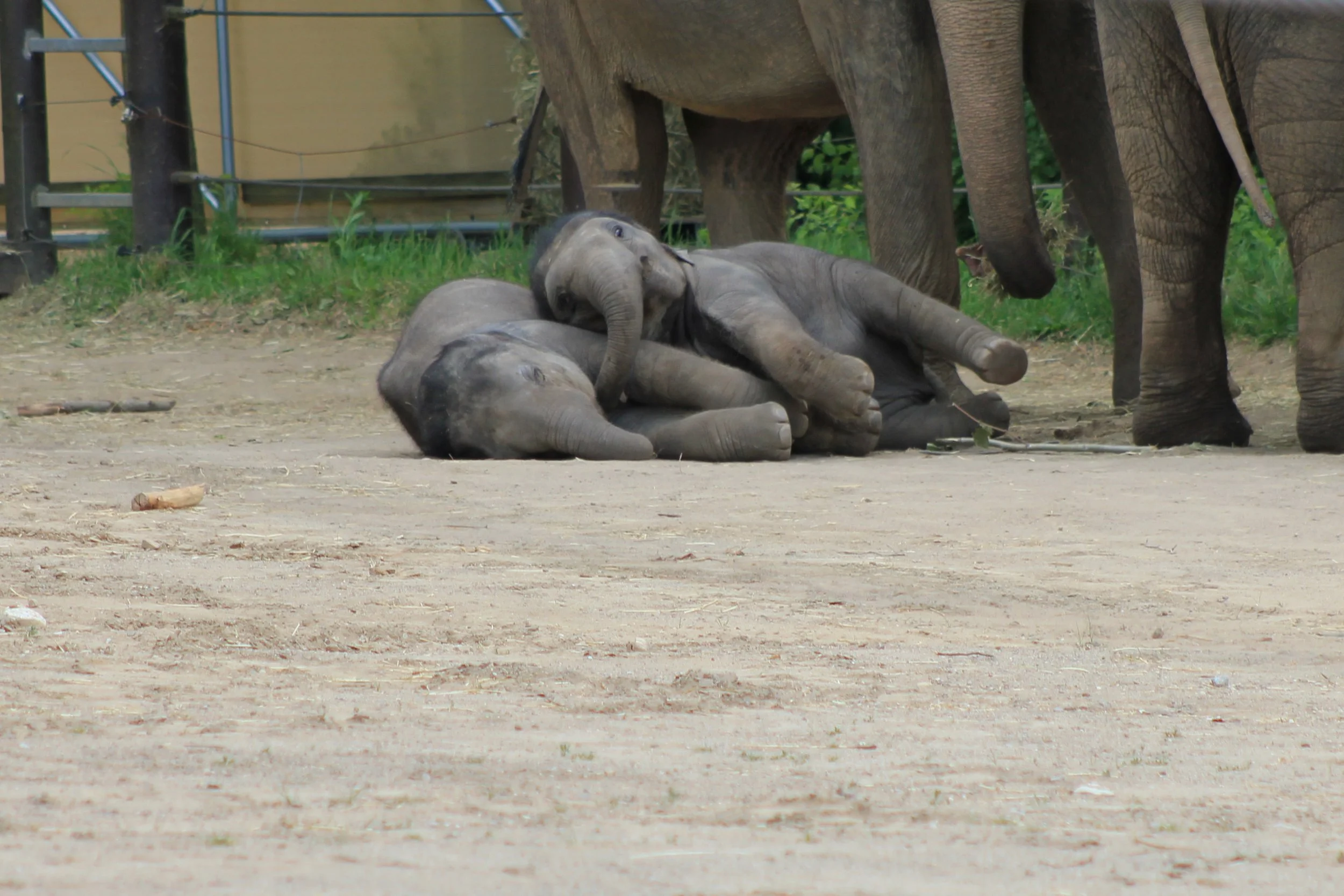 Baby Elephant