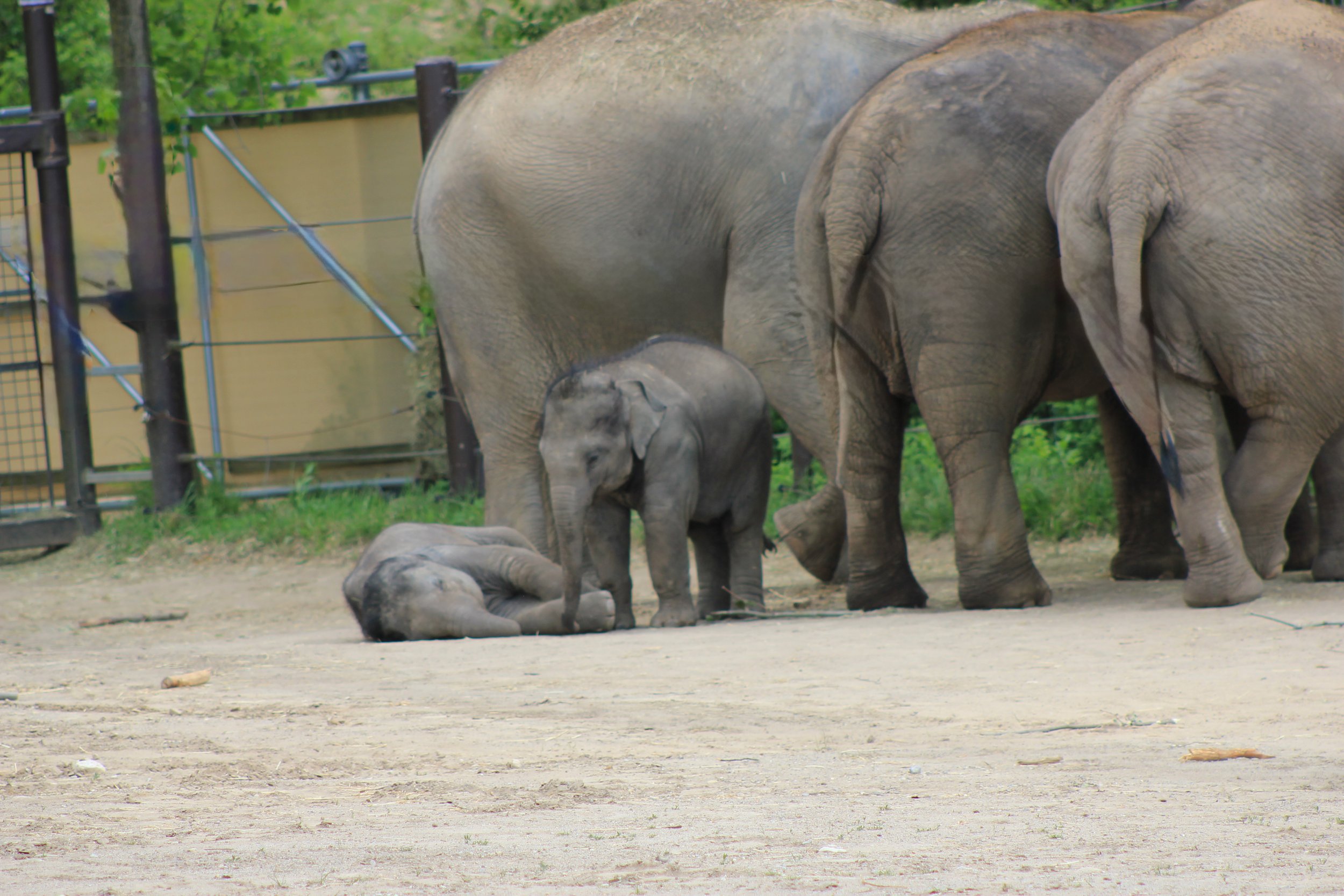 Baby elephant at Columbus Zoo