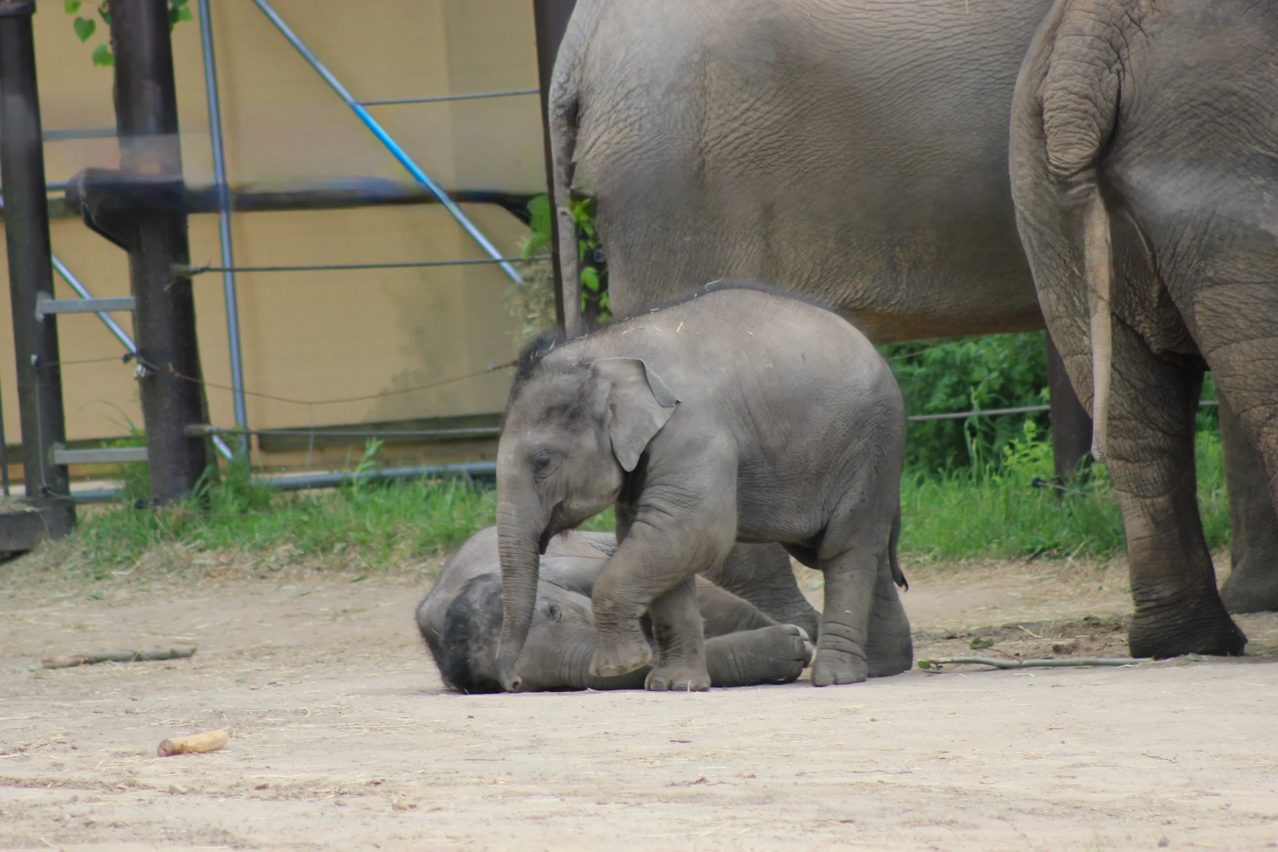 Baby elephants playing at the Columbus Zoo.