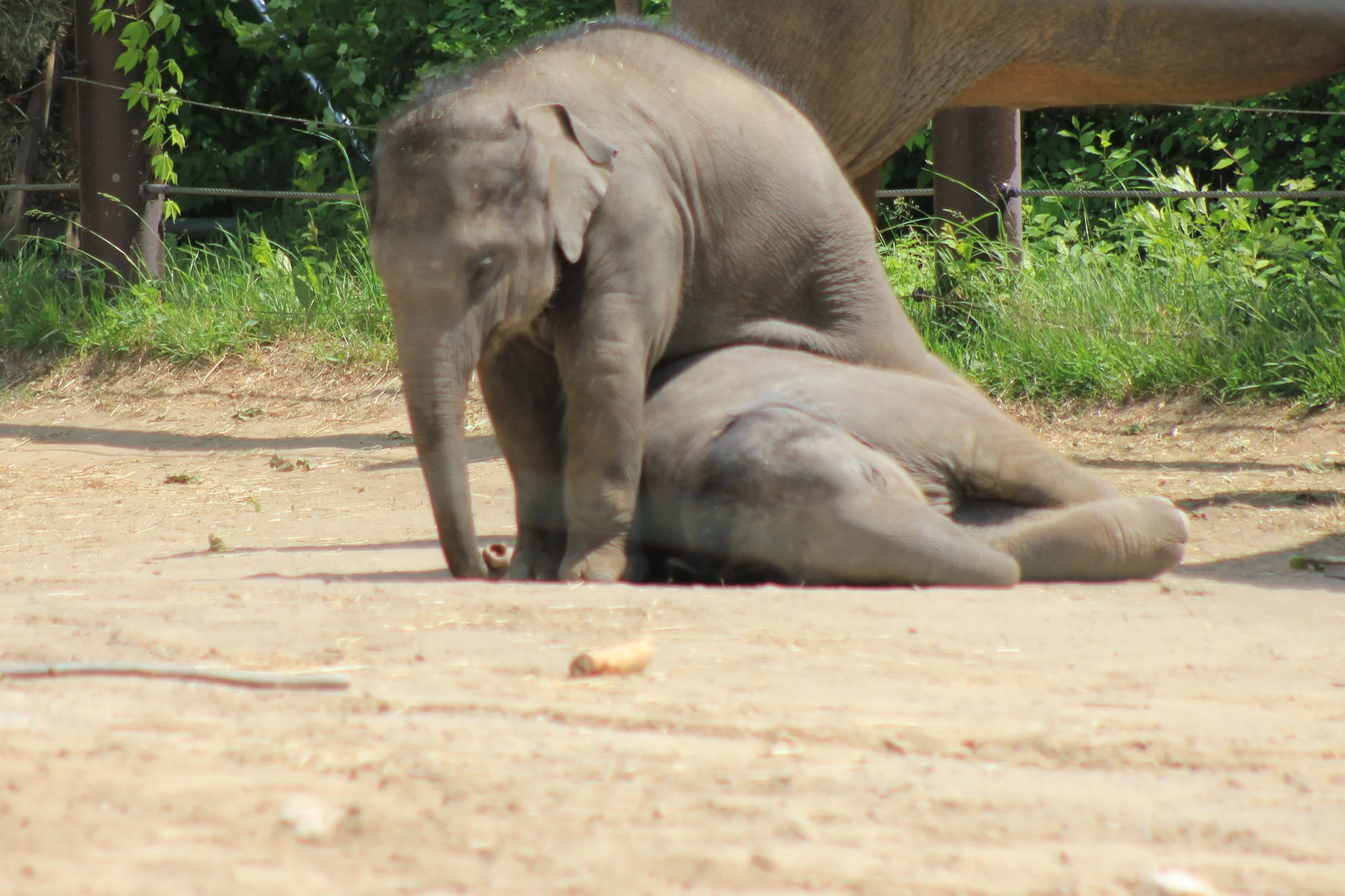 Baby elephants playing at the Columbus Zoo