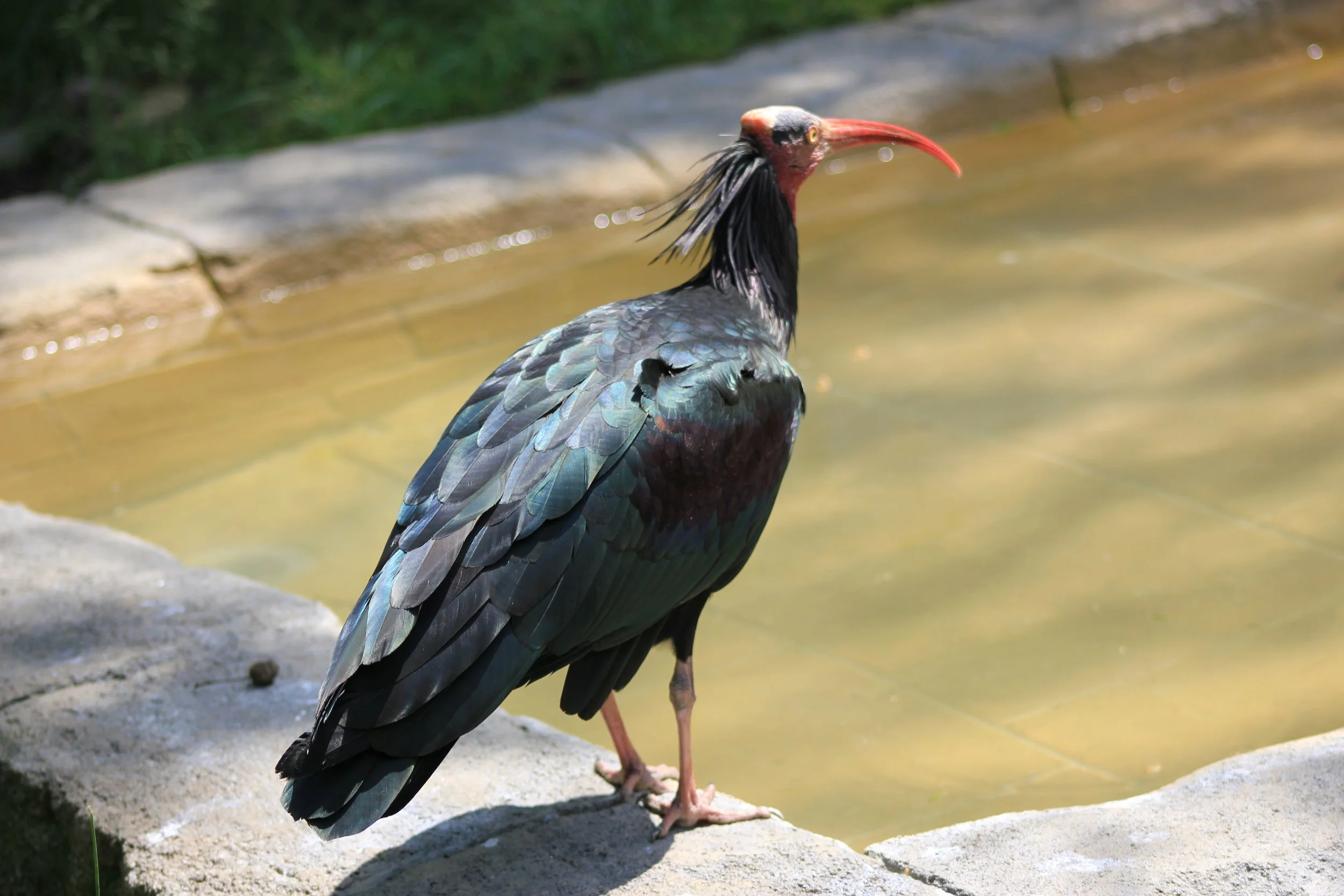 A bird in the aviary.  