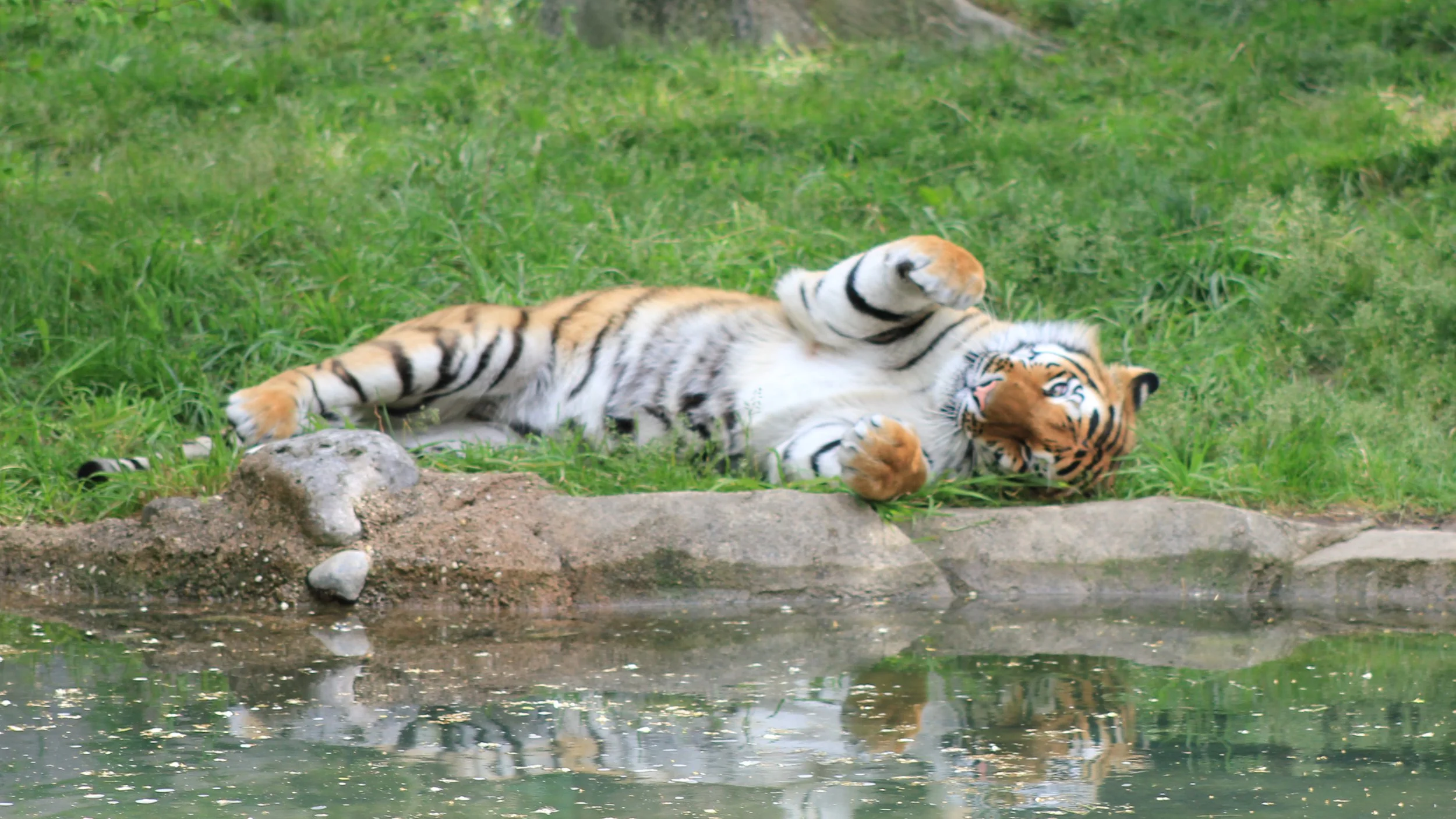 Hug a Tiger