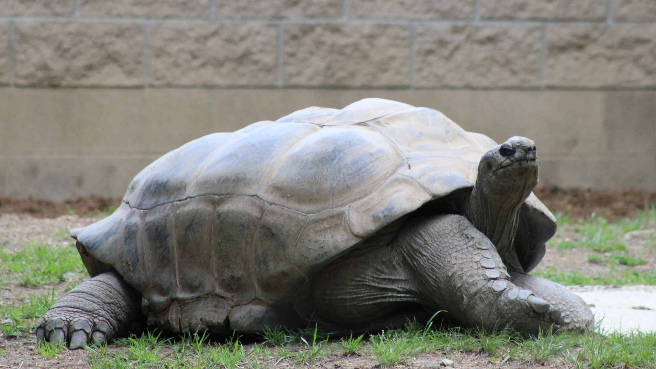 Tortoise