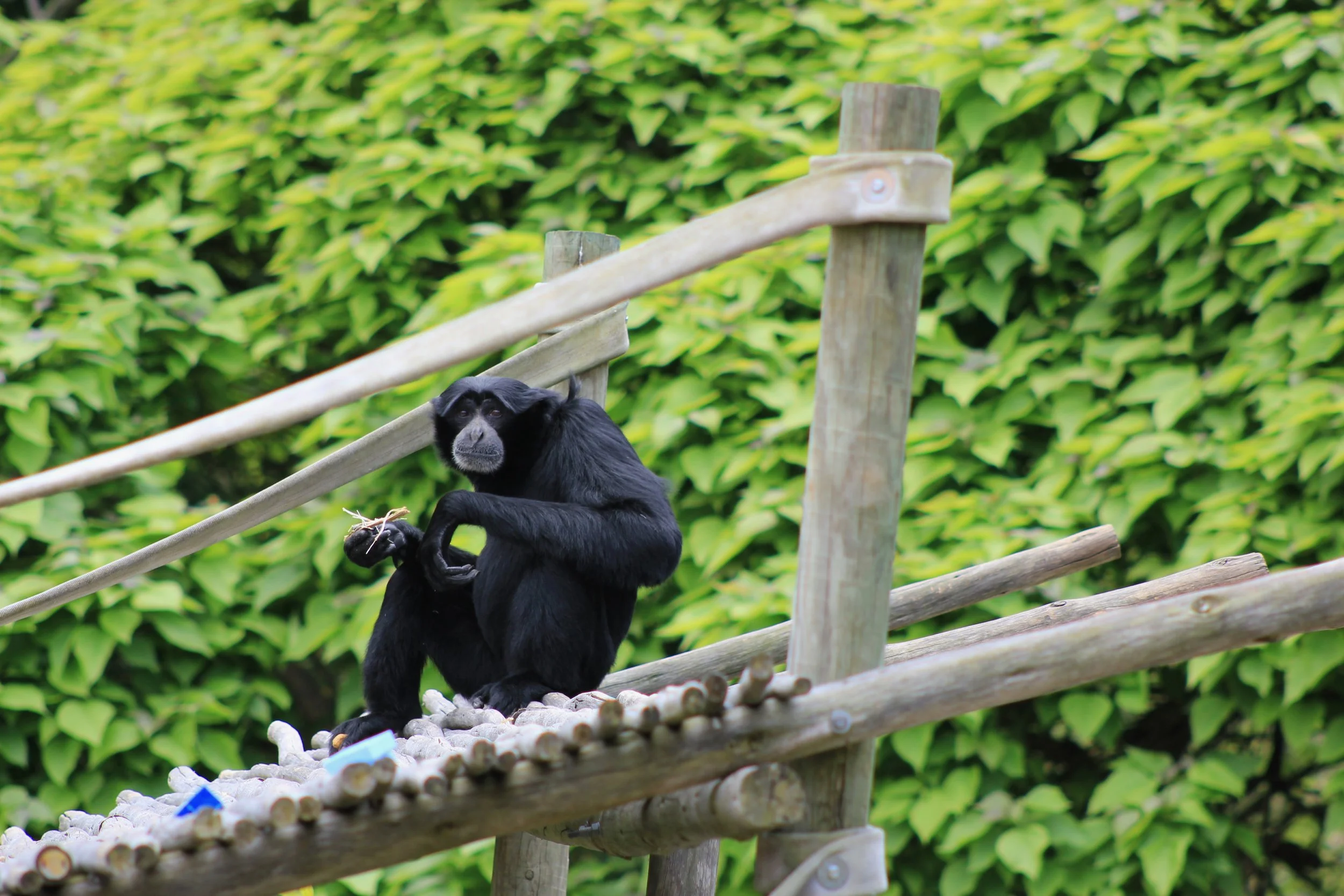 Monkey at the Columbus zoo