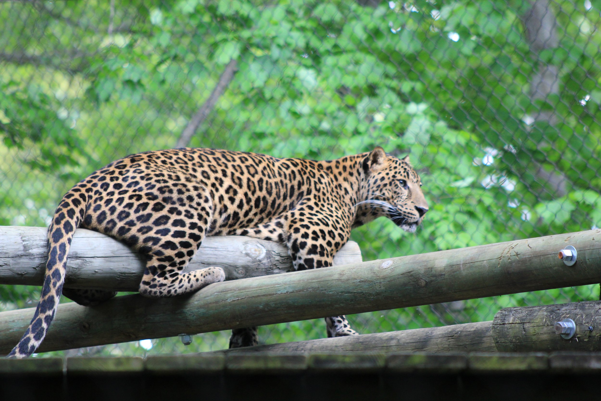Leopard in the Tree
