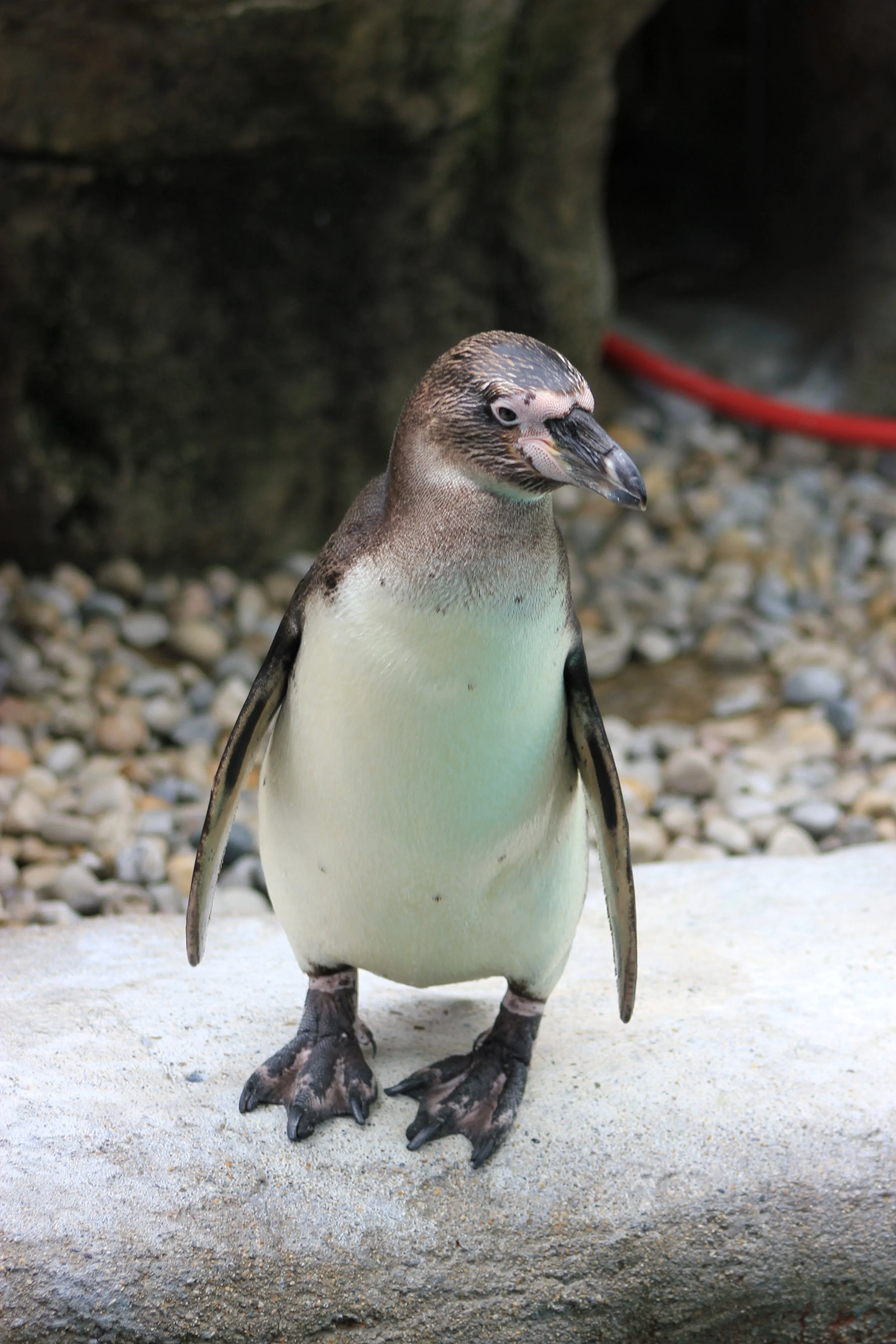 Penguin Planning an heist