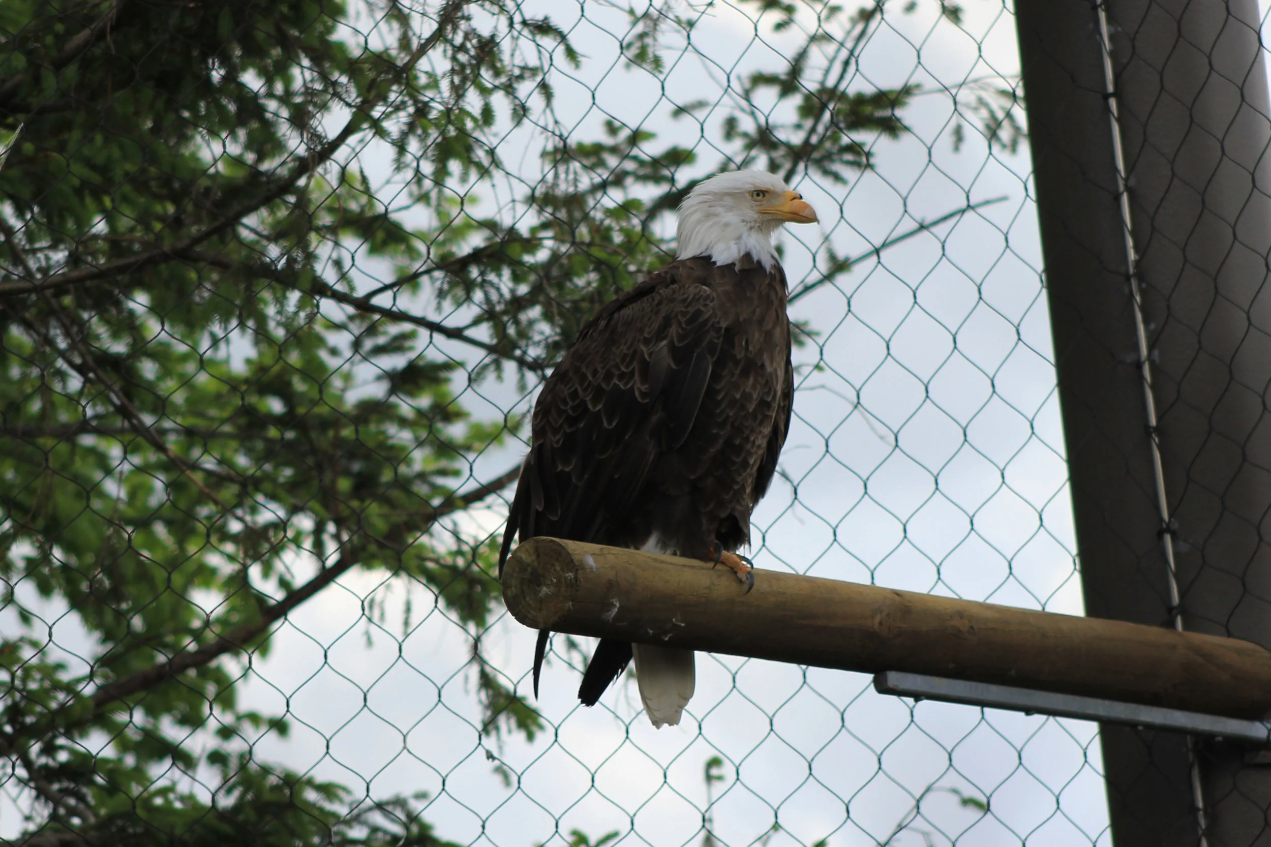 Bald Eagle perched on a tree