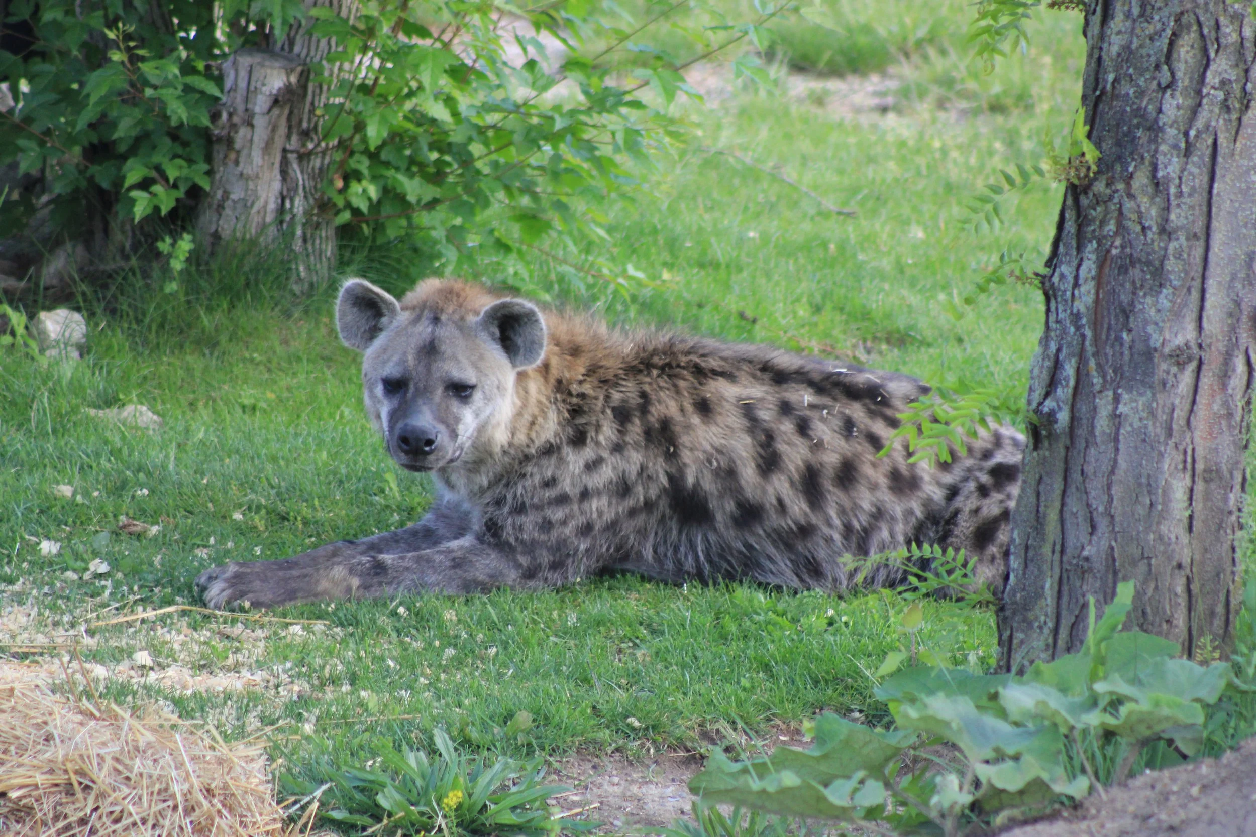 hyena enjoying shade