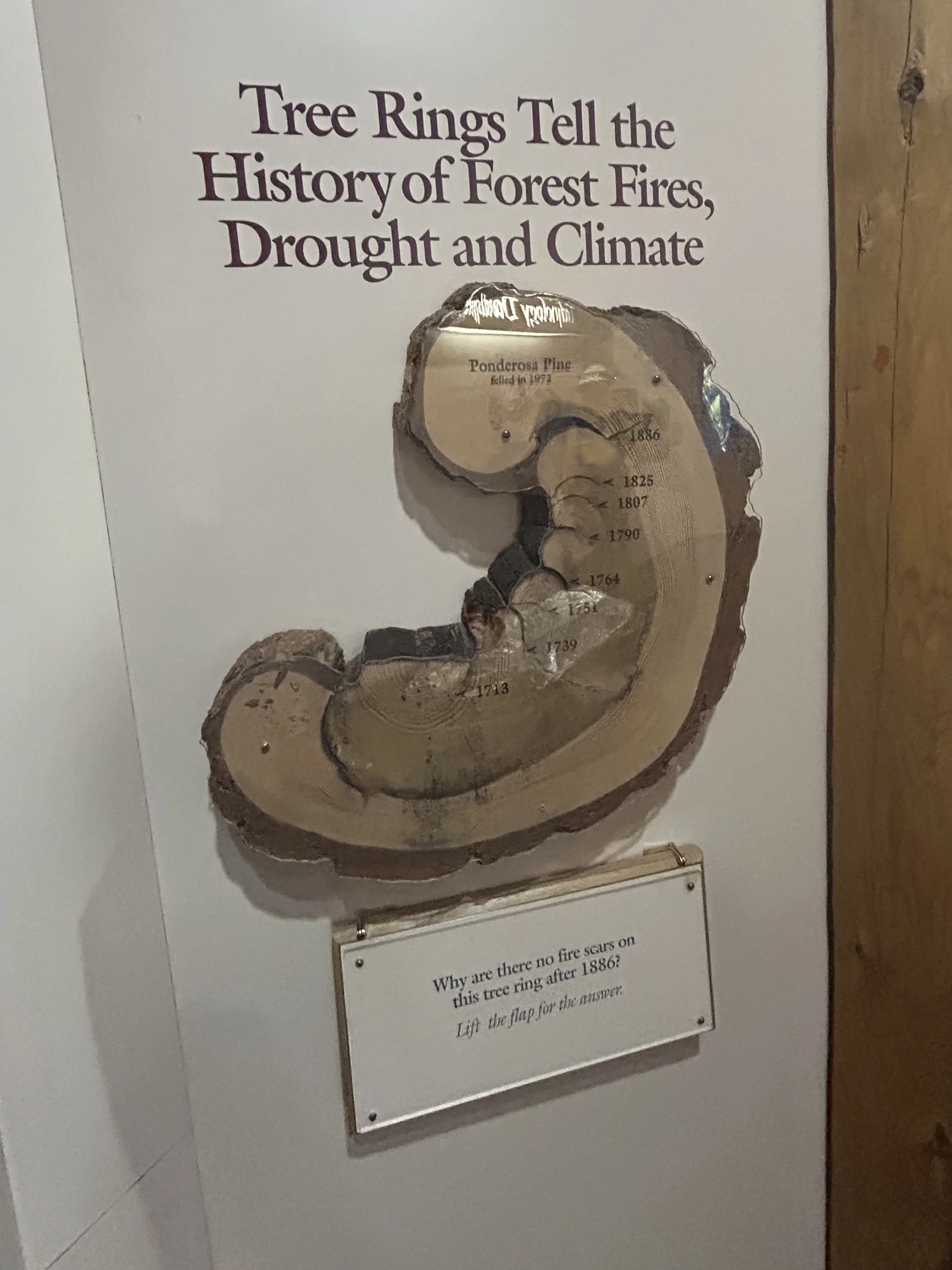  The answer is that the forest service has actively managed the forest.  This results in less loss to fire.  