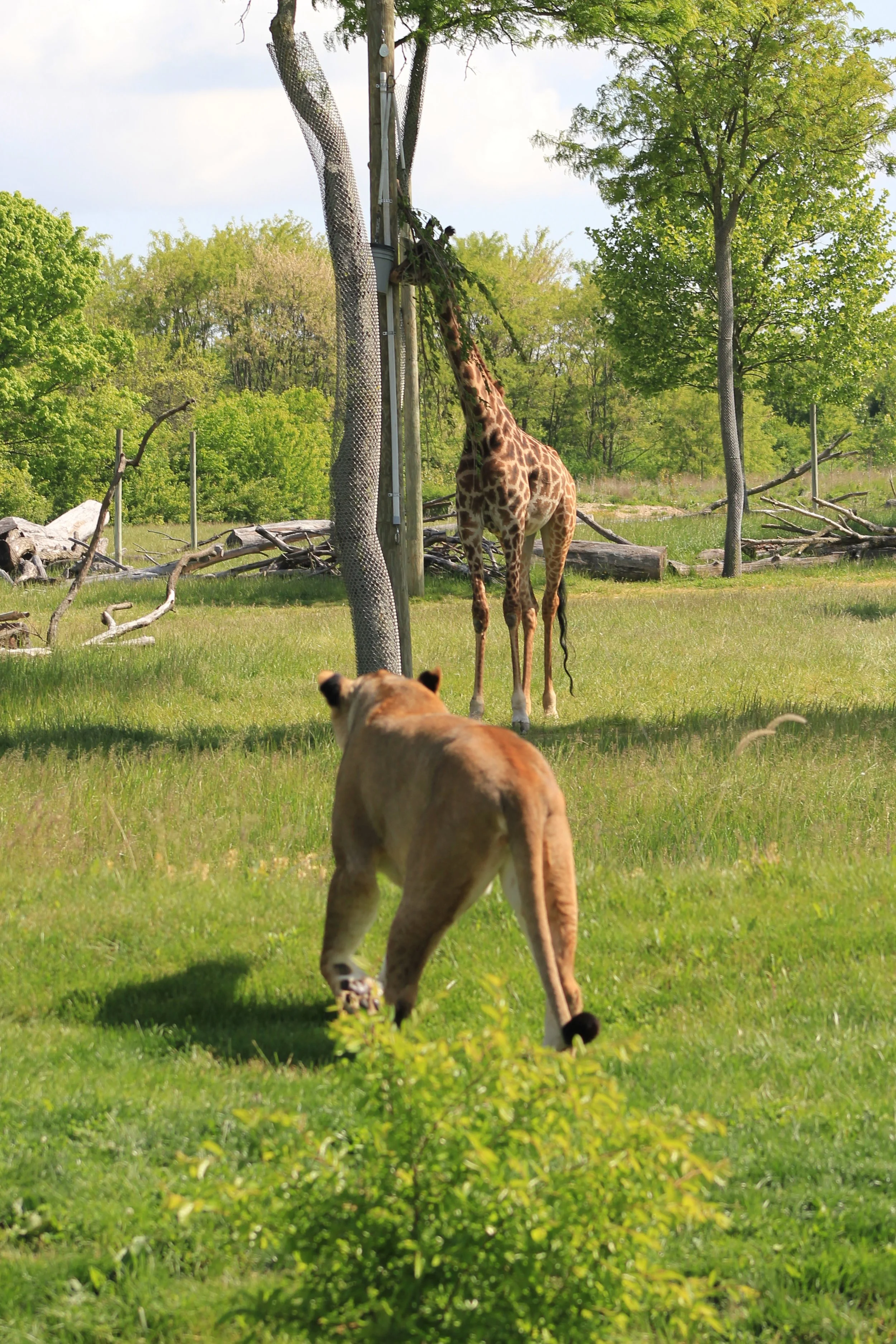 A lion stalking a giraffe at the Columbus zoo