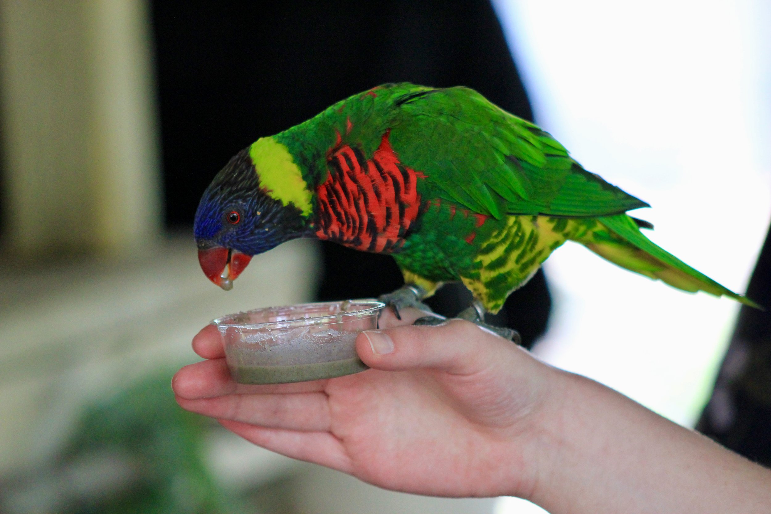 Bird being fed at the Columbus zoon Parrot