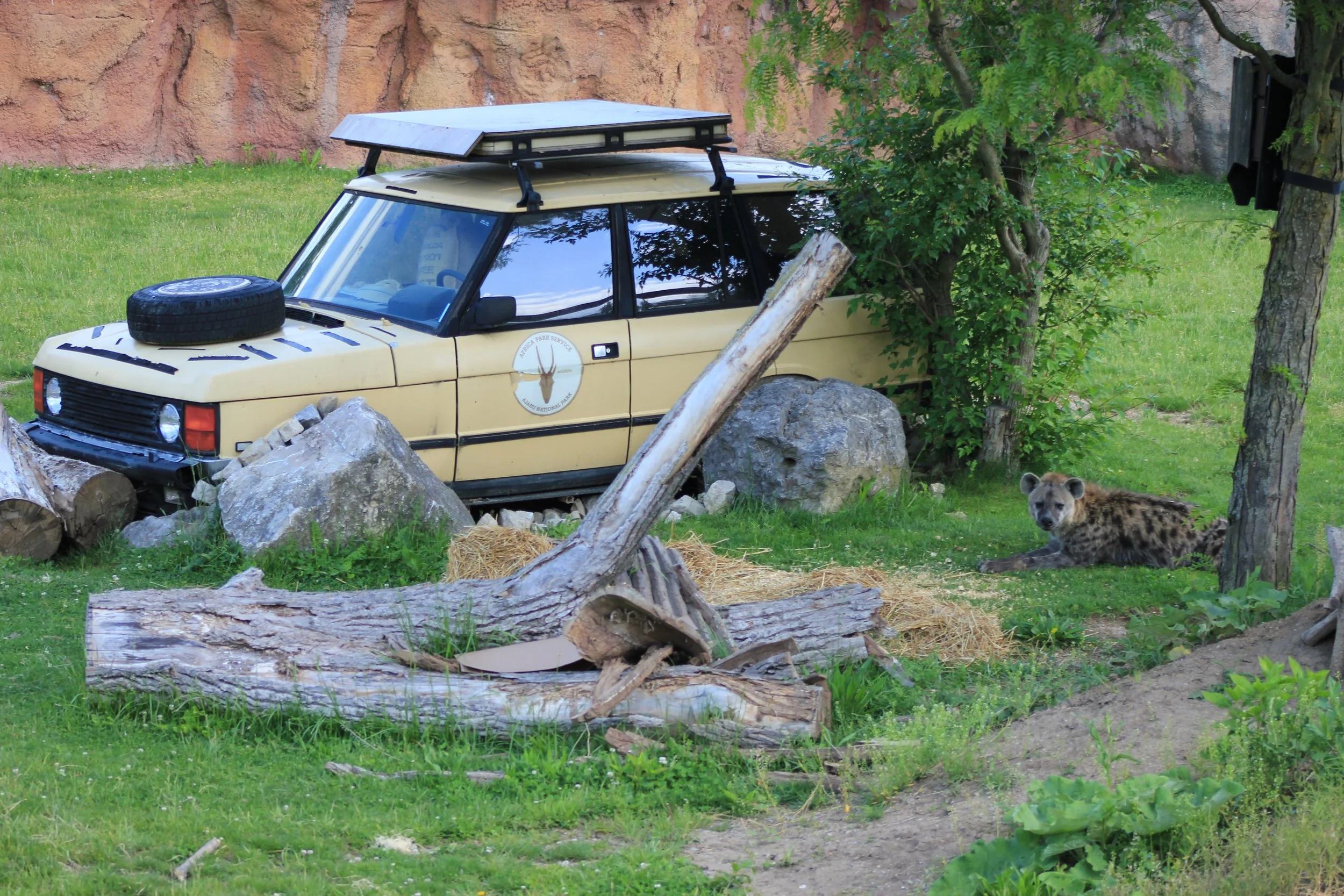 hyena next to range rover at Columbus Zoo