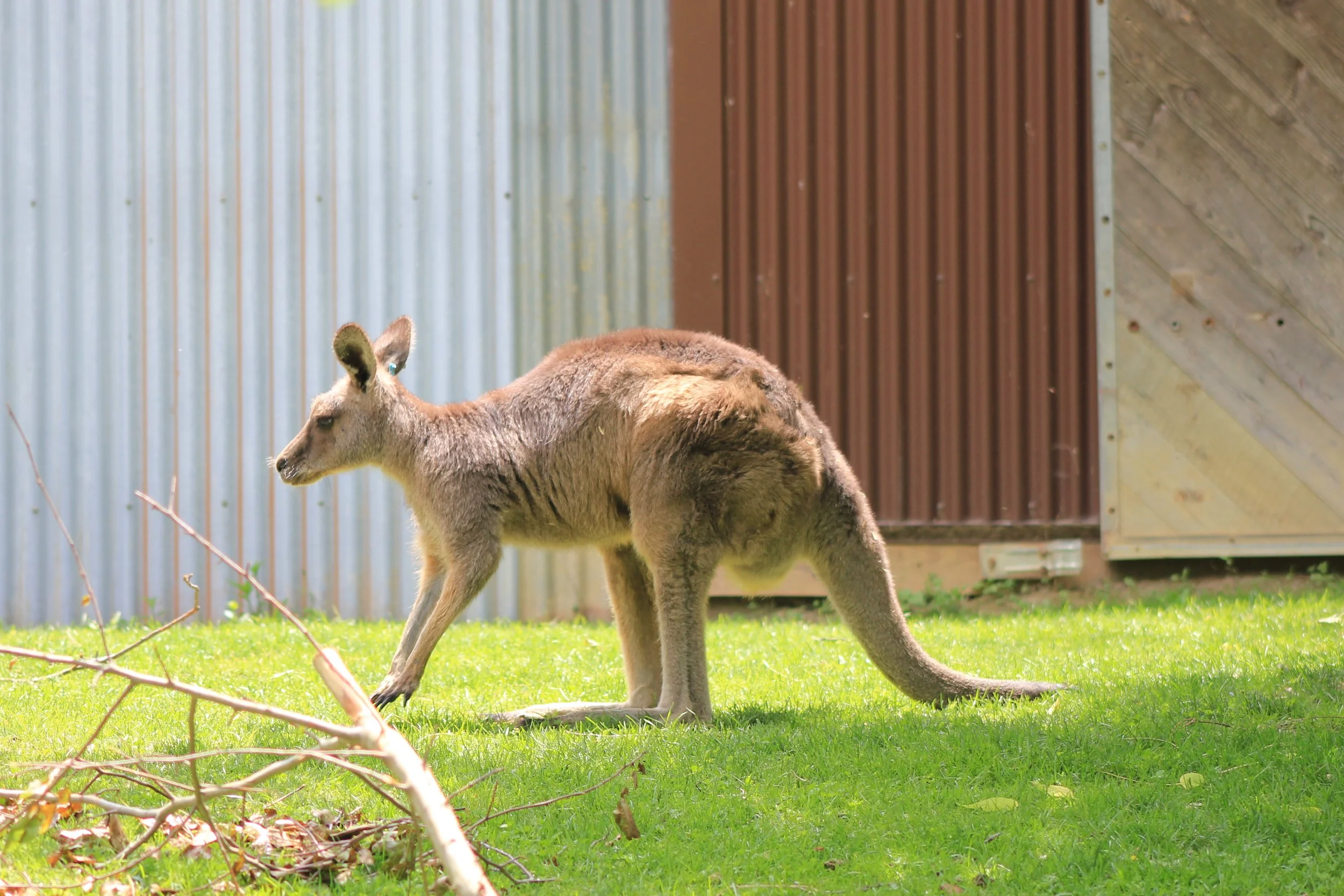 Kangaroo at the Columbus Zoo.