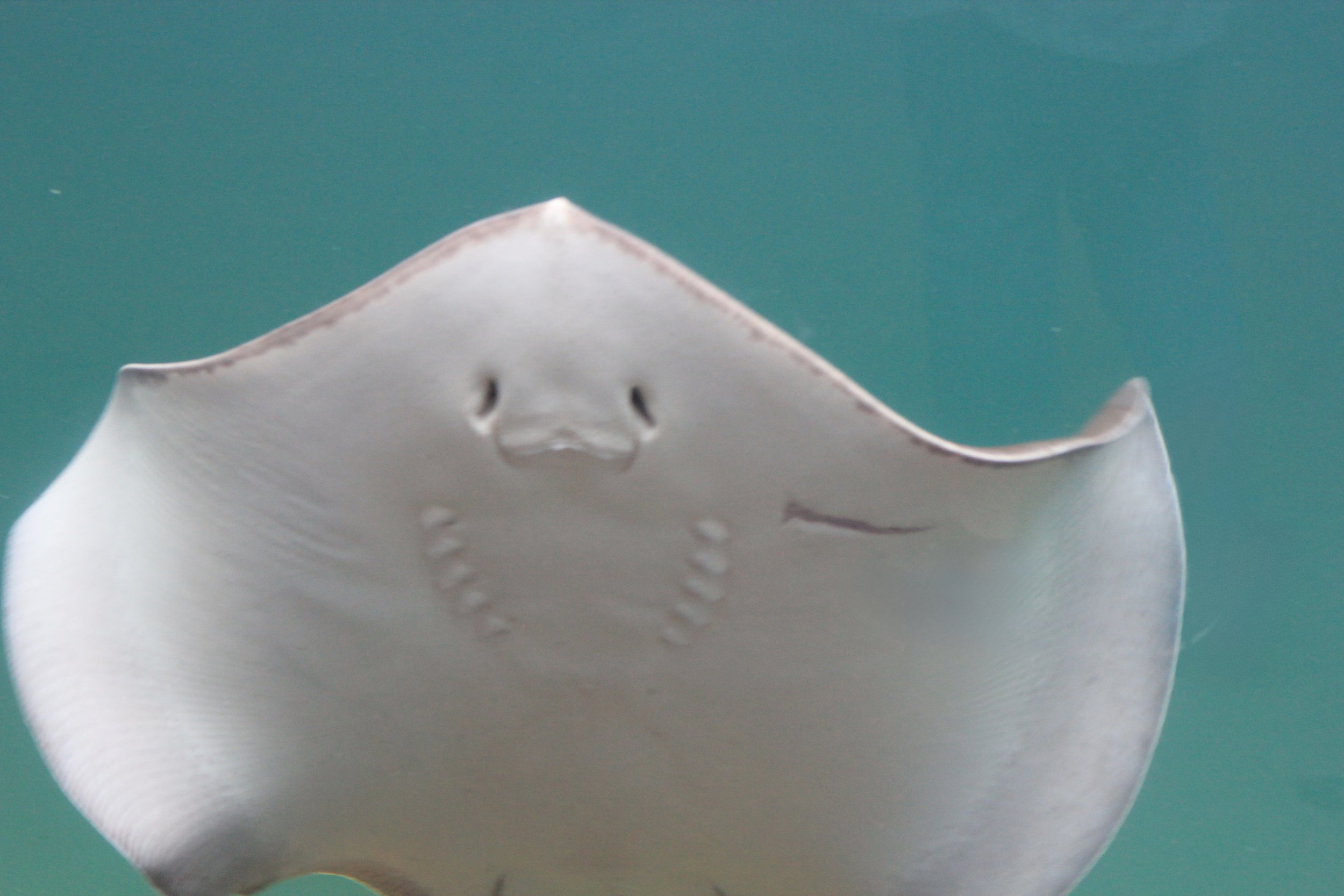 Stingray greeting people and saying hi.  It looks like it is waving at the Columbus Zoo.