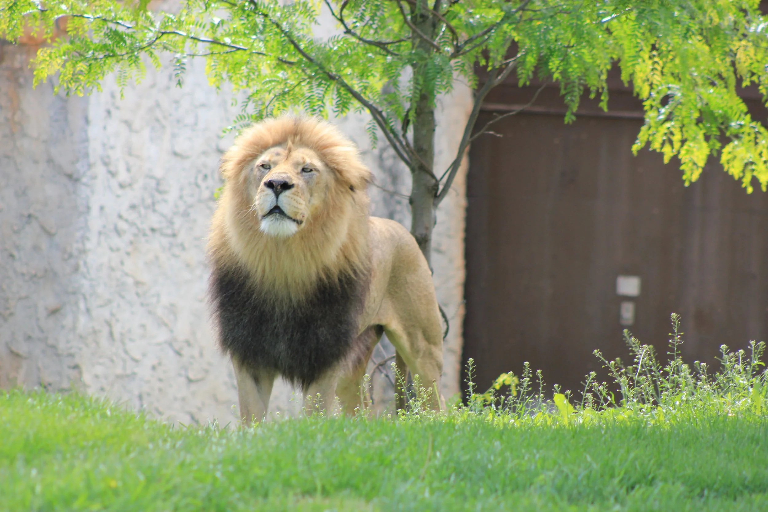 Male lion at the Columbus Zoo
