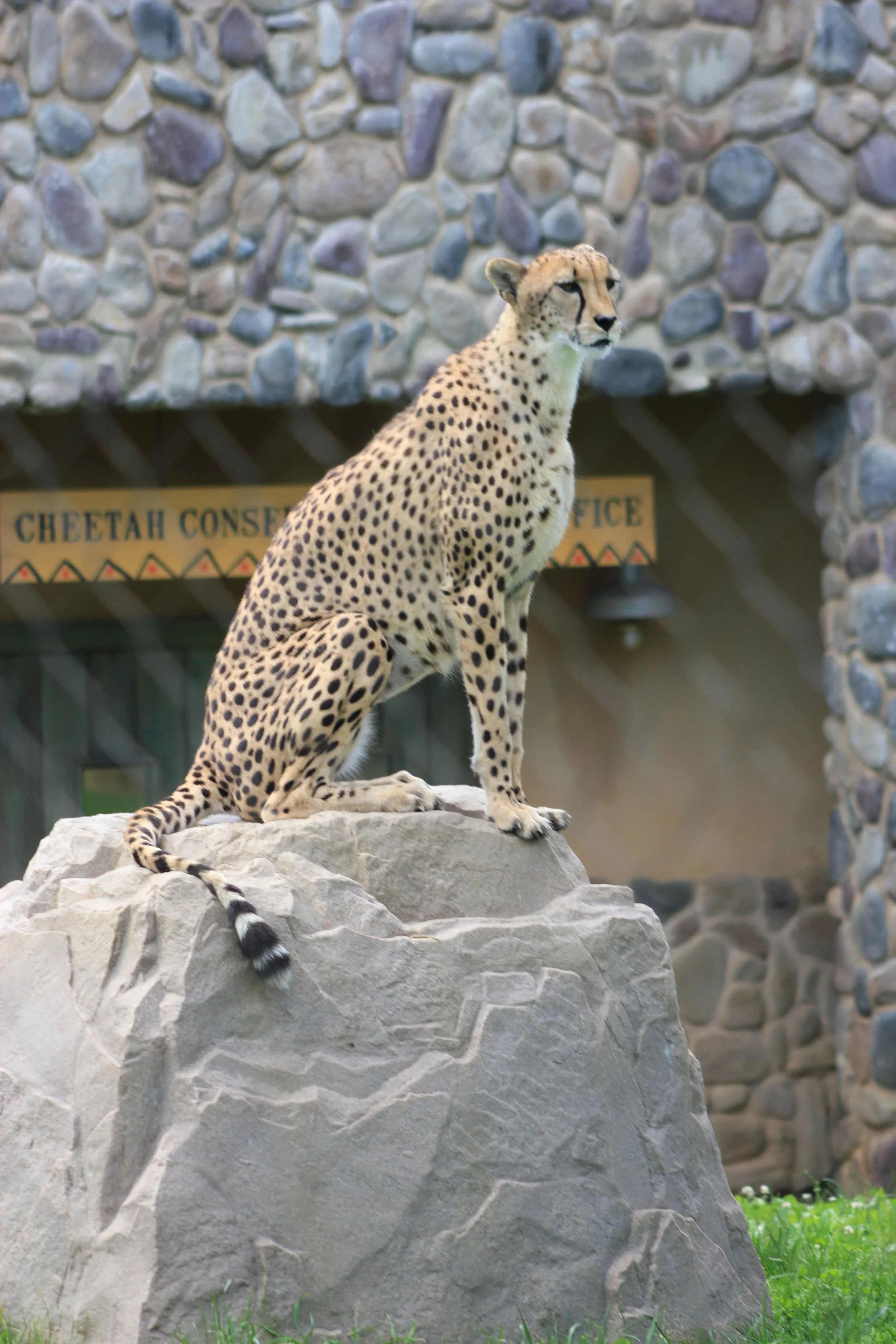 Cheetah on a rock at the Columbus Zoo
