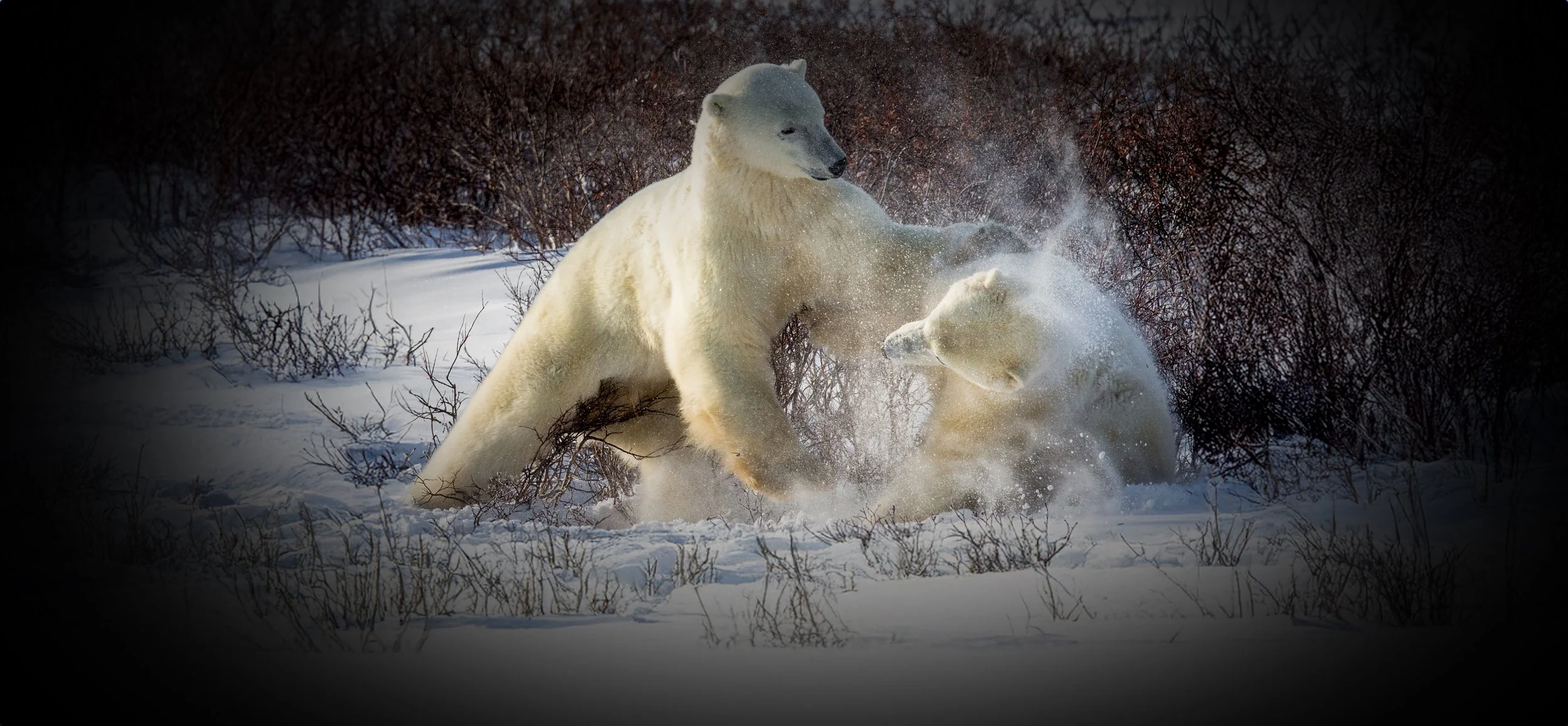 POLAR BEAR - 16 - CHOSEN 2.jpg