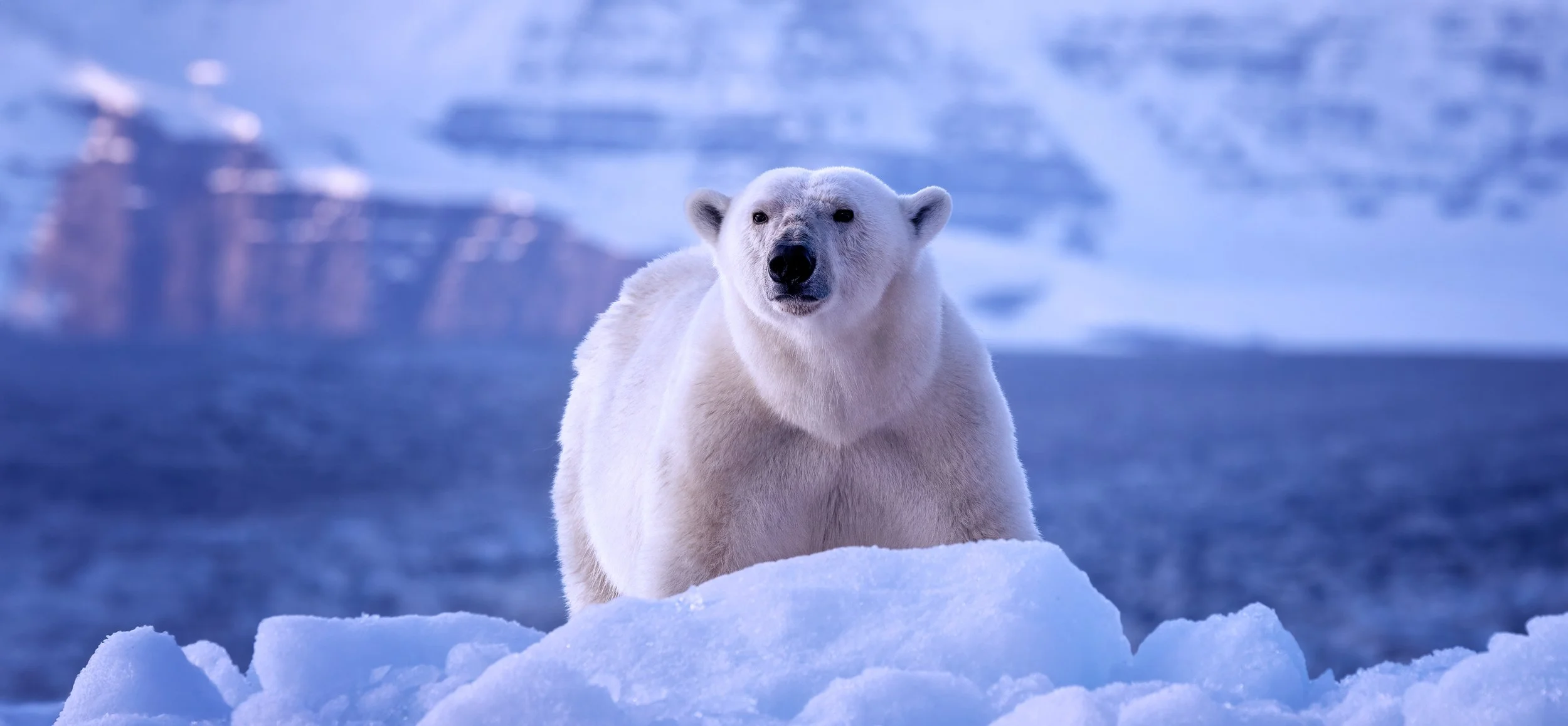 PolarBearLand - WIDER.jpg