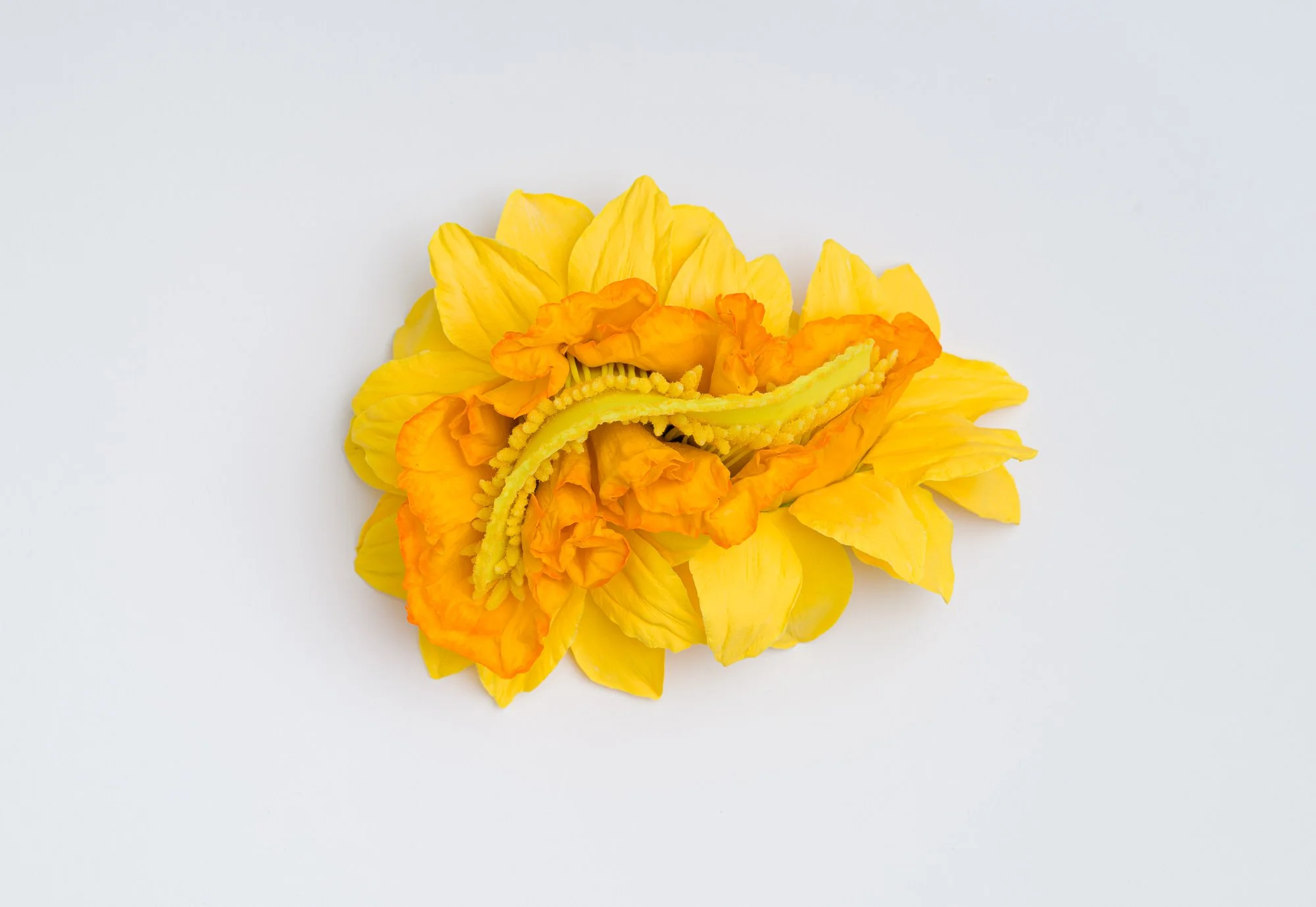 Narcissus