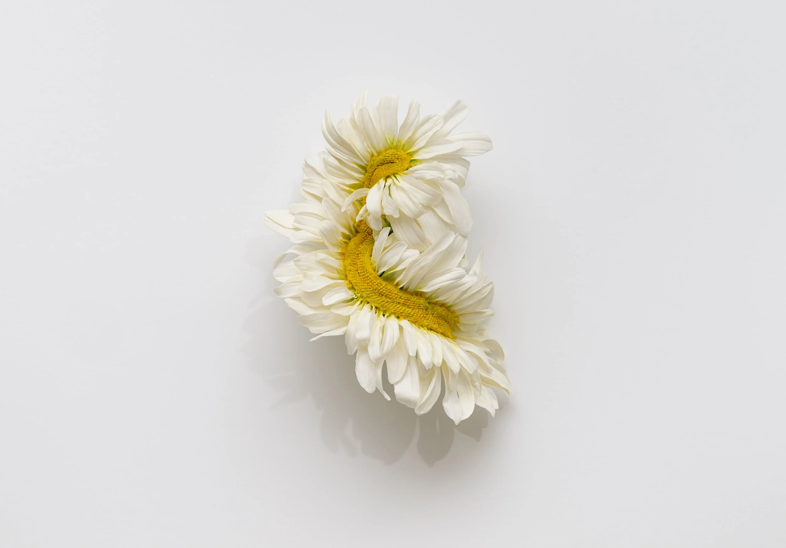 daisy1_dustfree.jpg