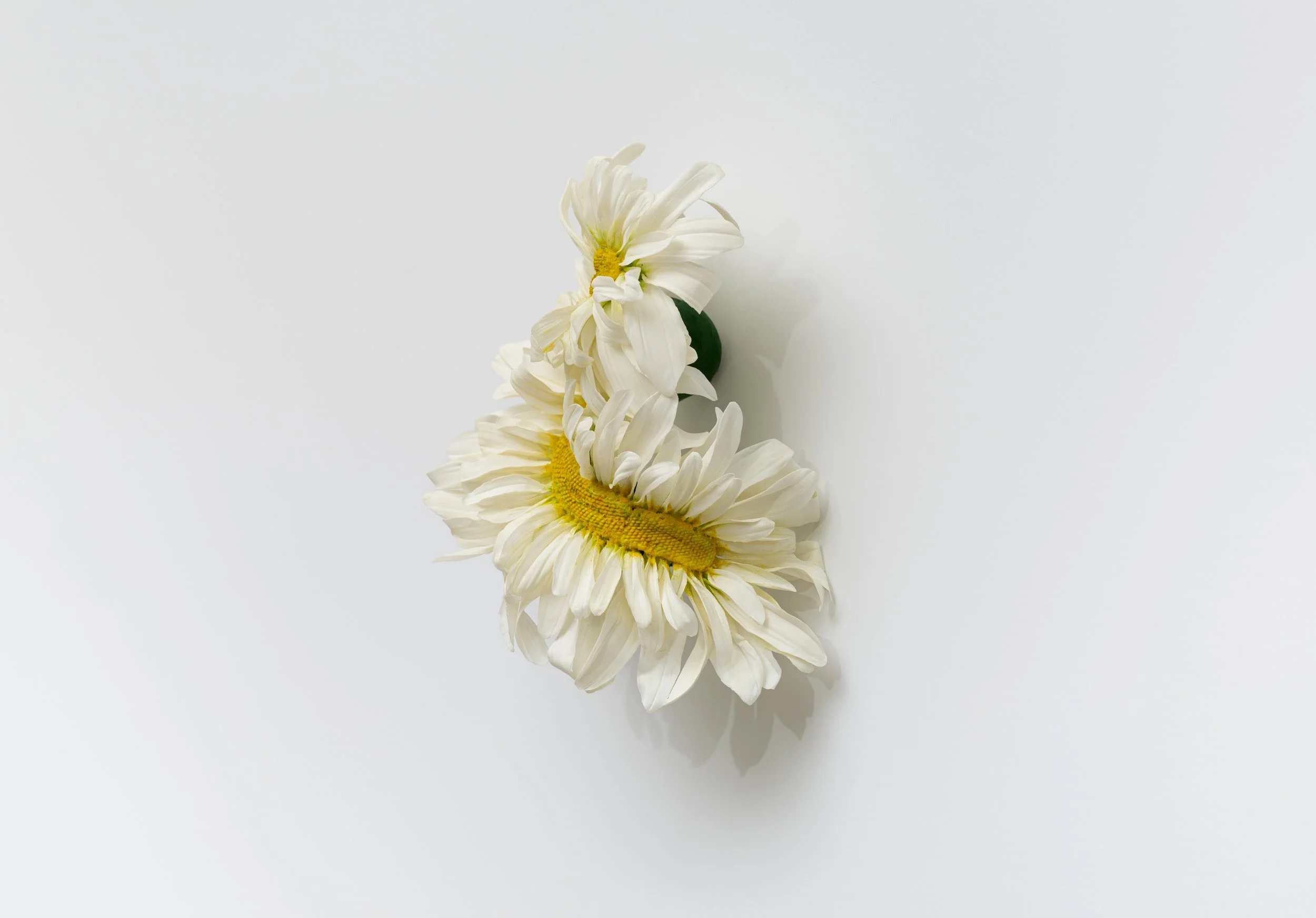 daisy3_dustfree.jpg