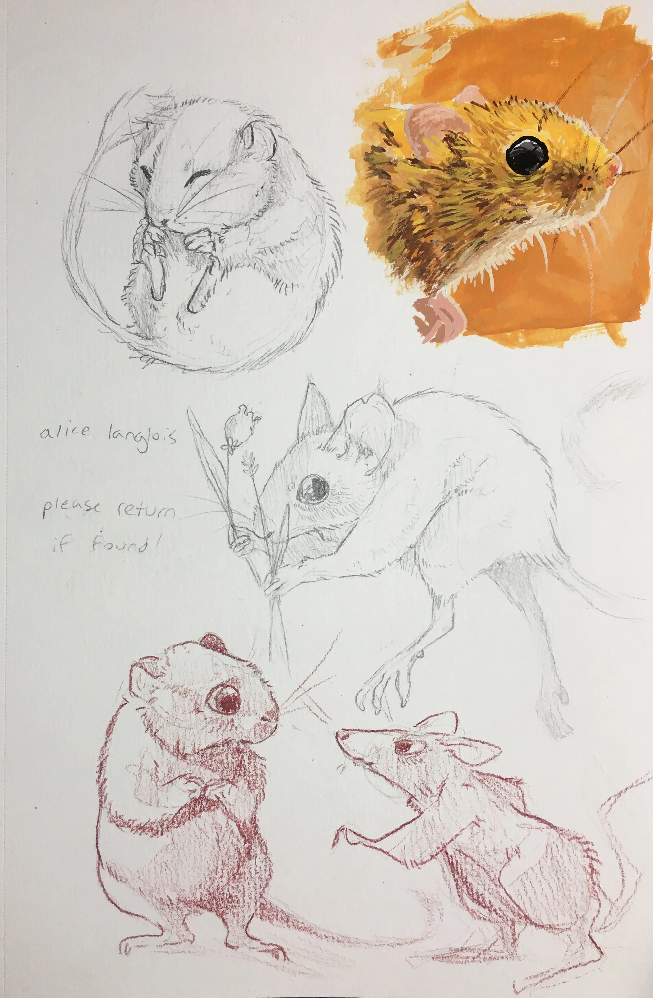 alicelanglois_sketches_8.jpg