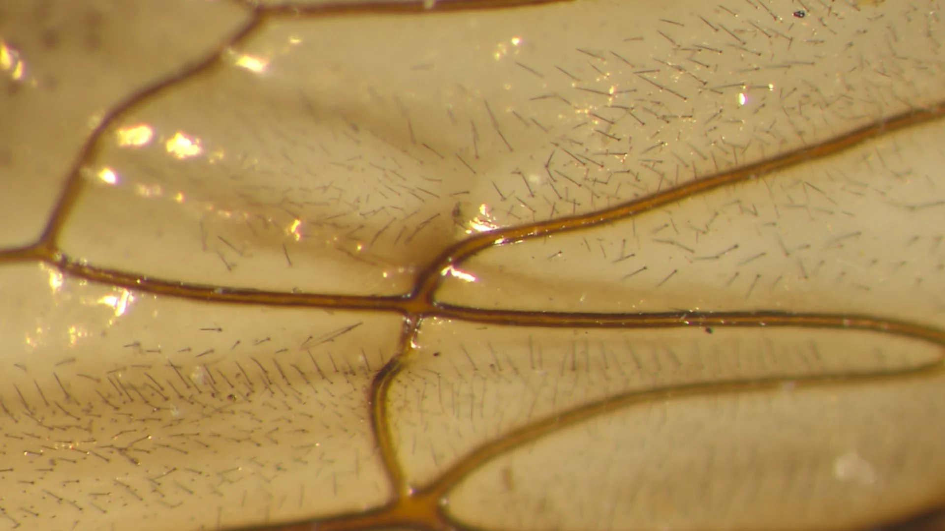 Experimental Animation