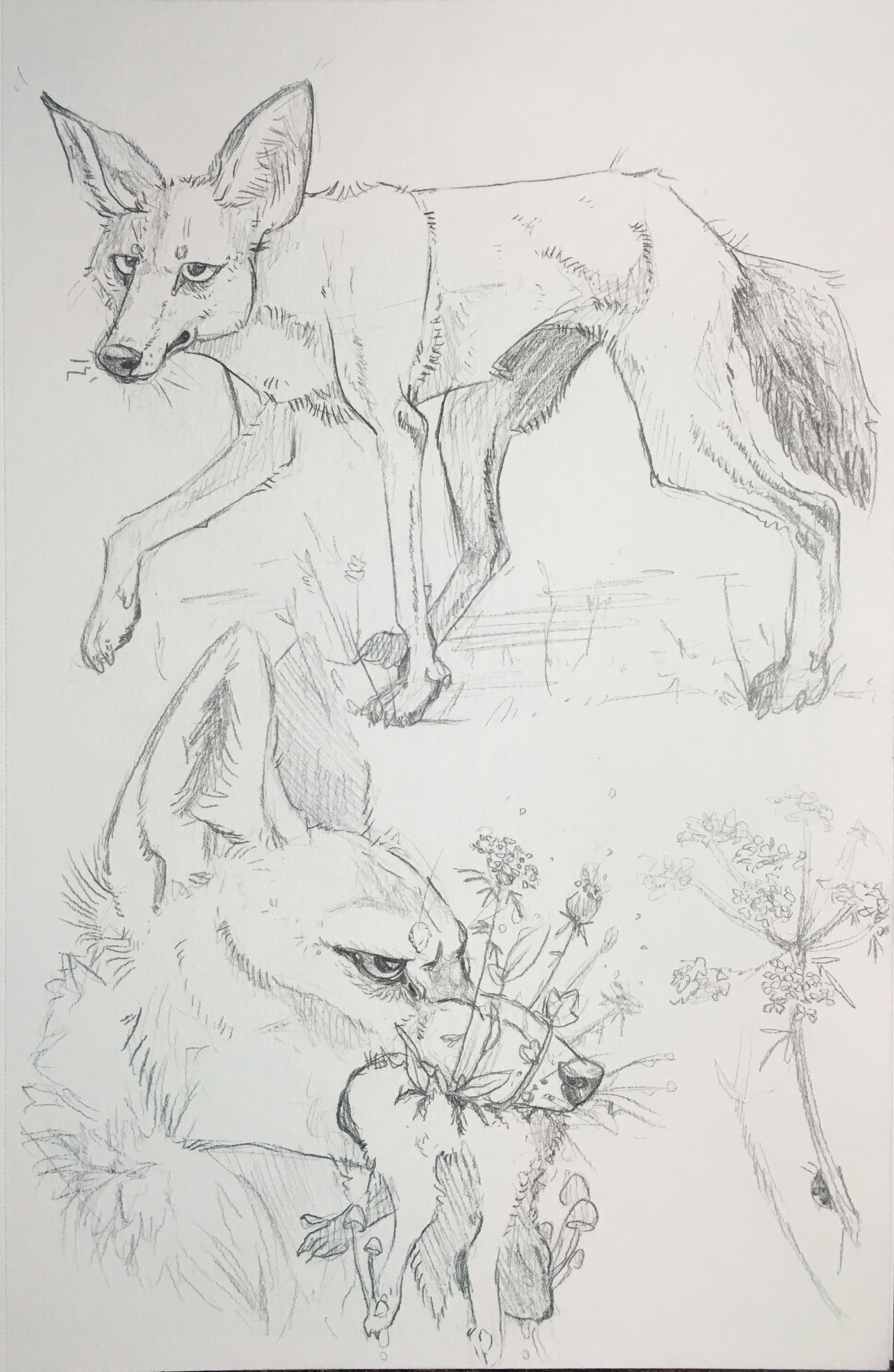 alicelanglois_sketches_1.jpg