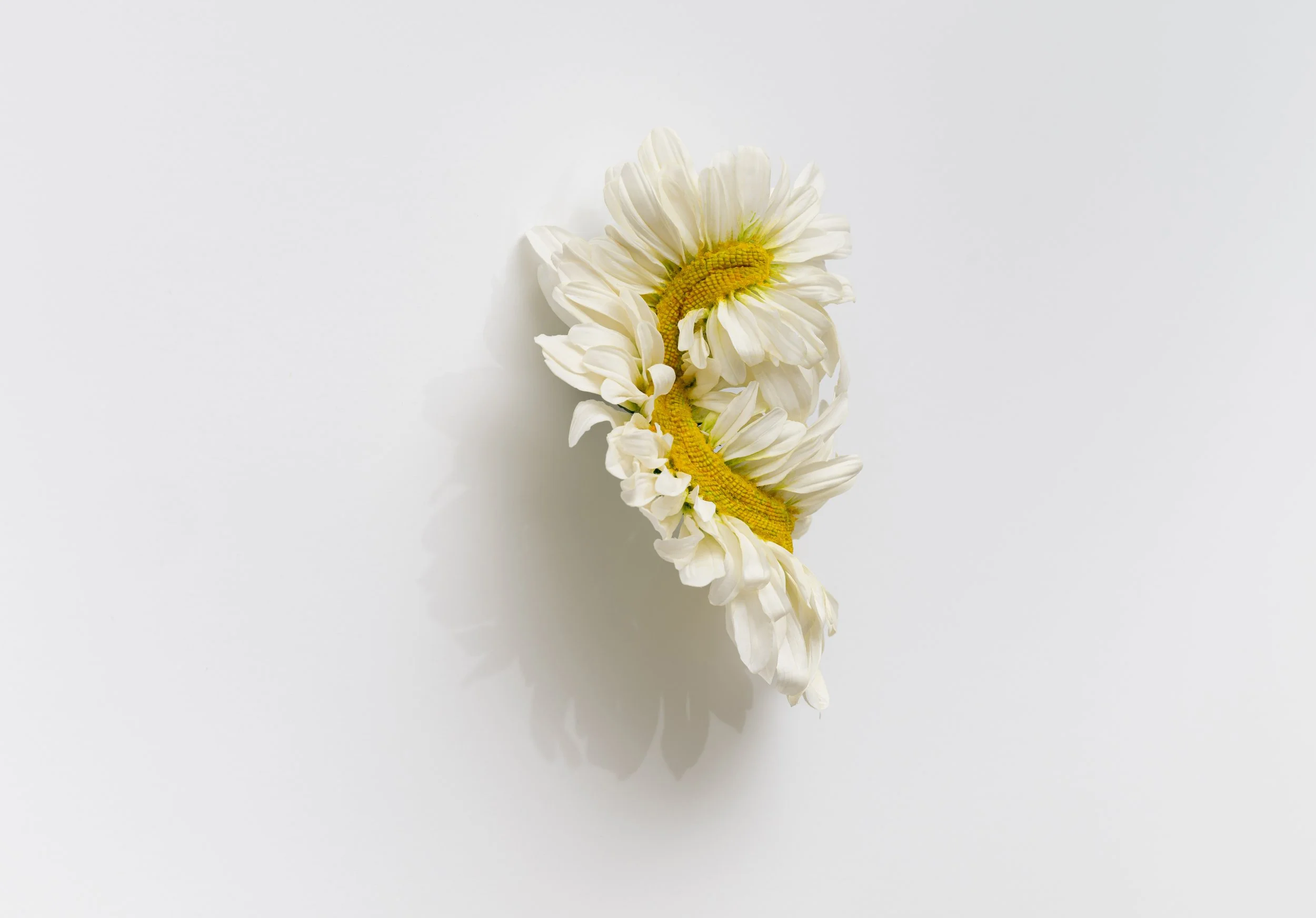 daisy2_dustfree.jpg