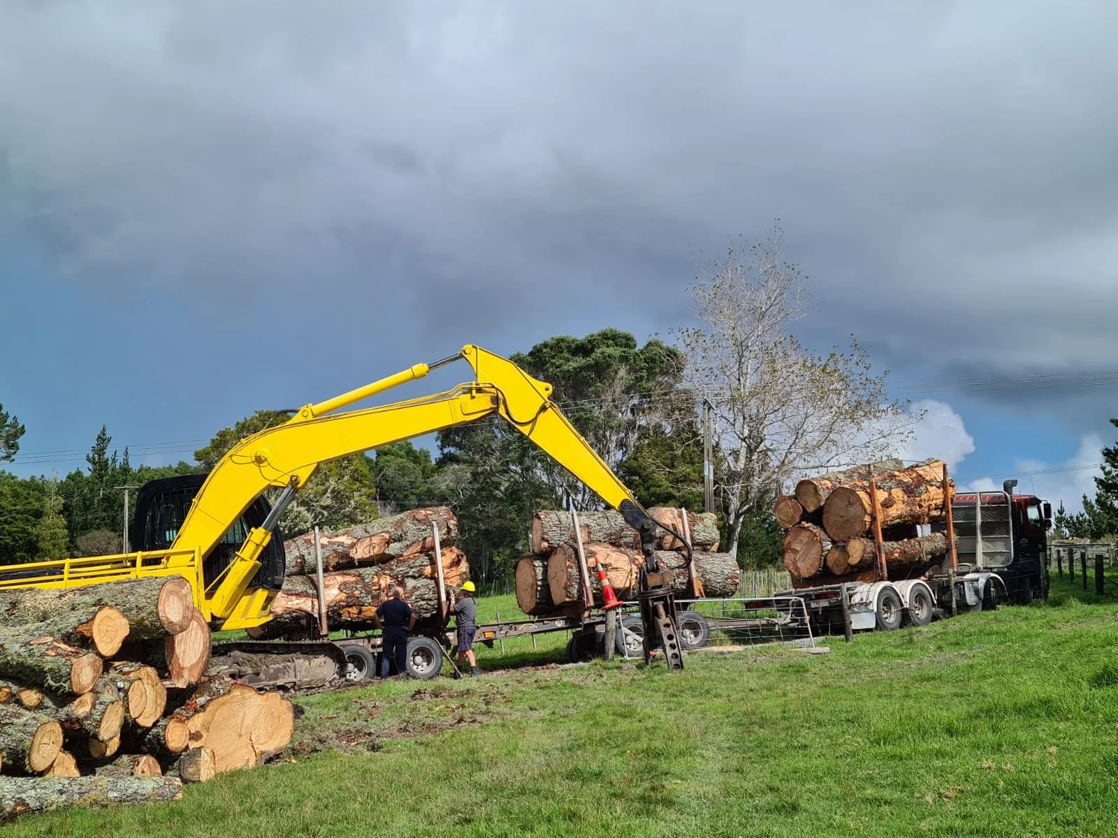 Trees North LTD 4.jpeg