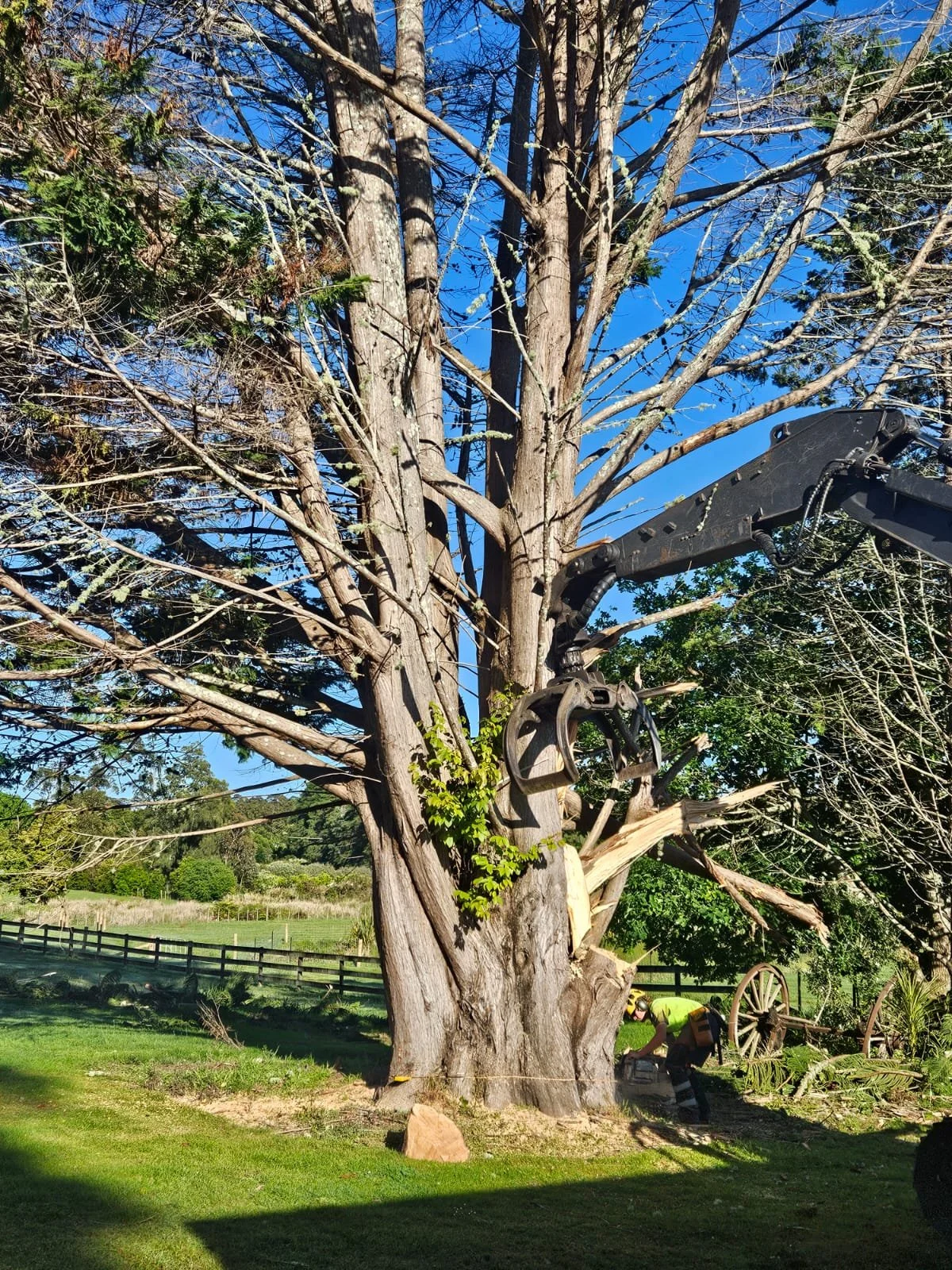 Trees North LTD 2.jpeg