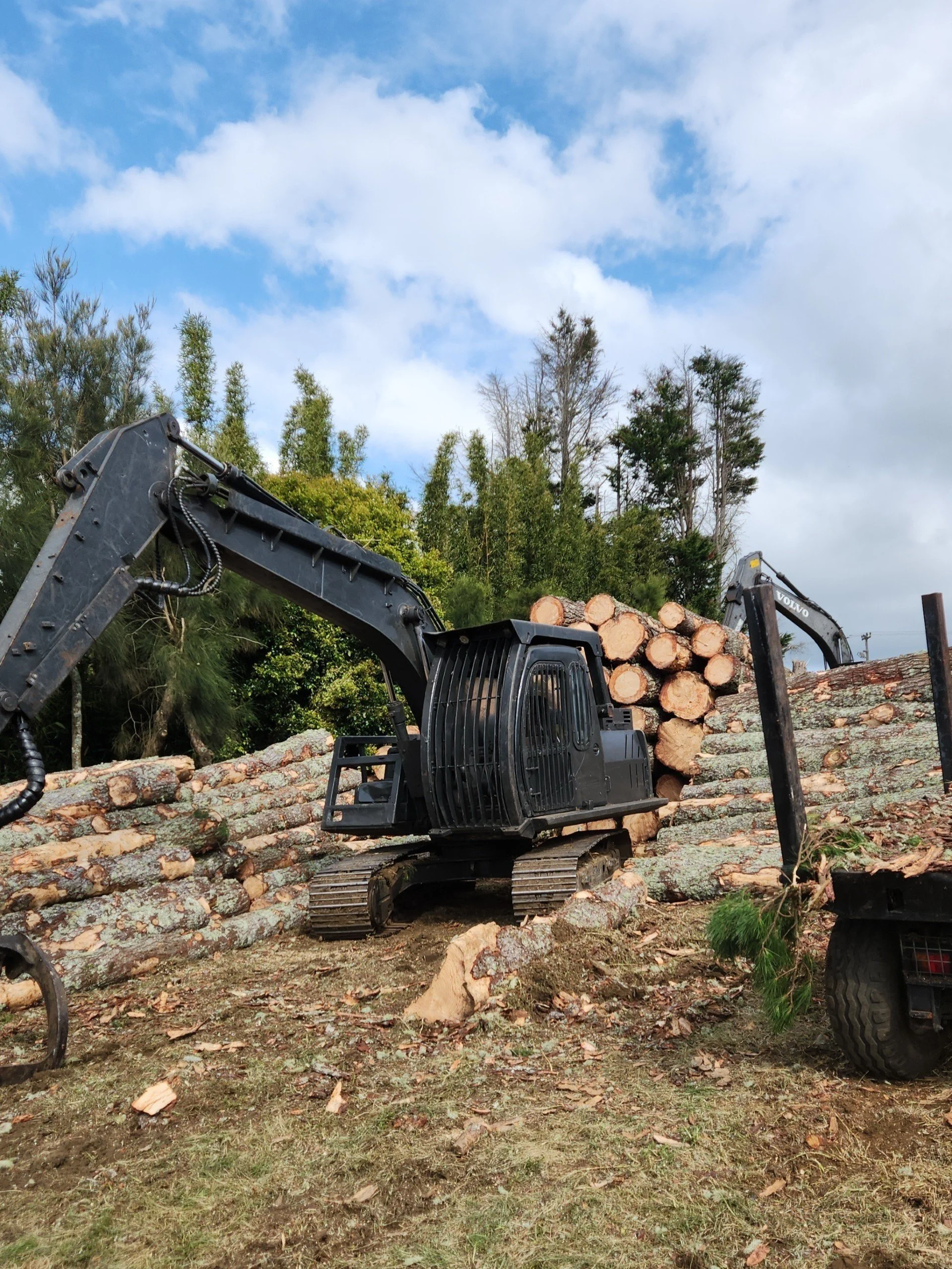 Trees North LTD 3 .jpg