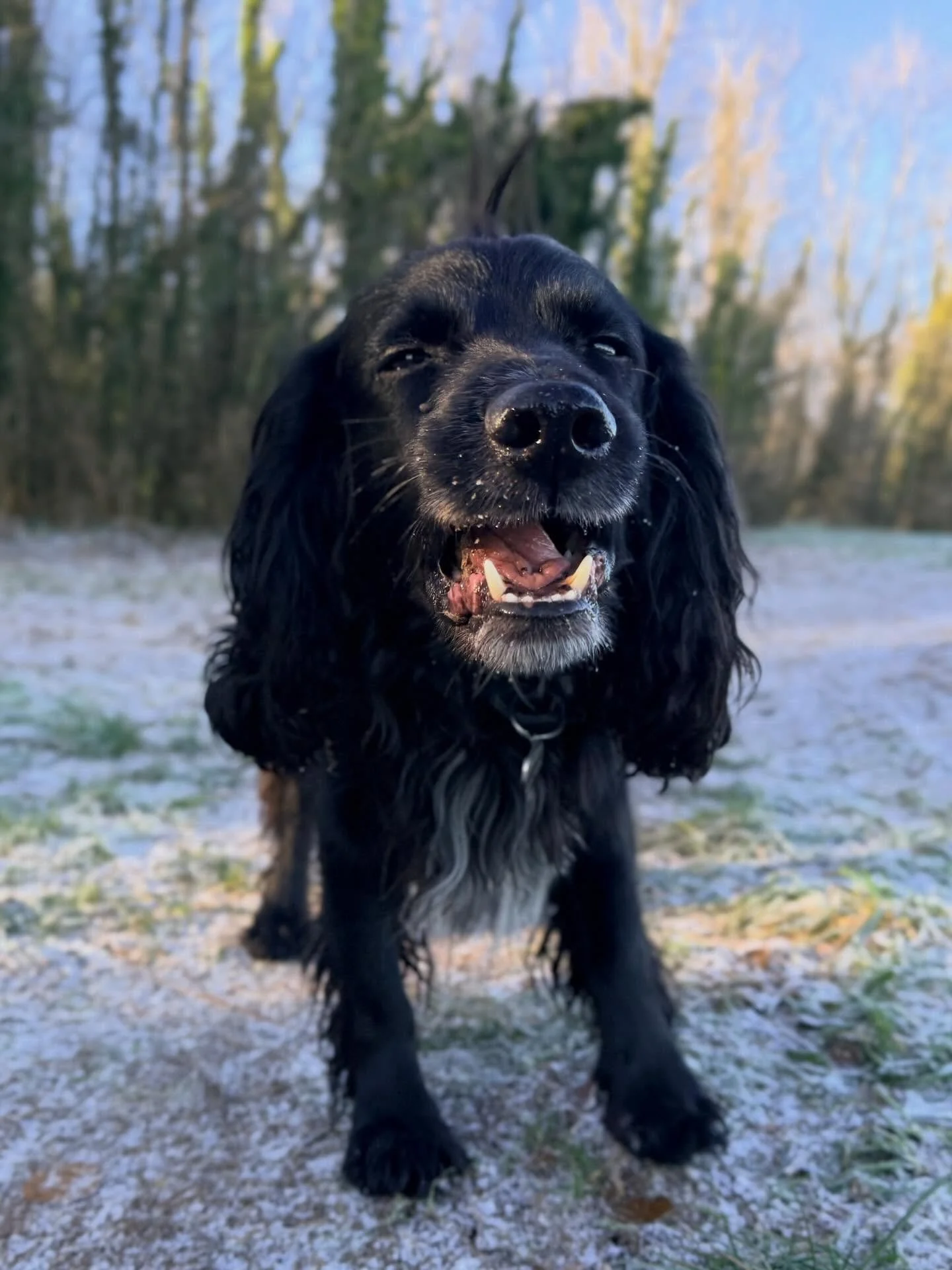 What a lucky thing I am to have spent Christmas with this handsome chap! Flint, you little heartthrob ❤️ 

#spaniel #cockerspaniel #christmas #petsitter #dogsofinstagram