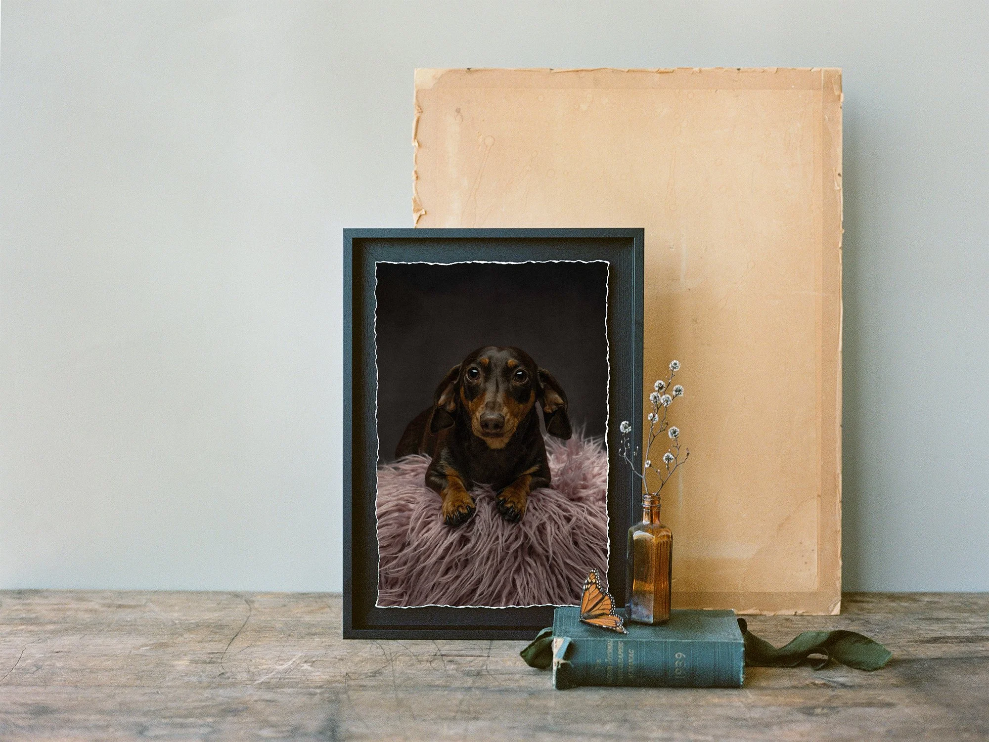 A Framed print of a brown dachshund dog from a Studio Session in Perth, WA