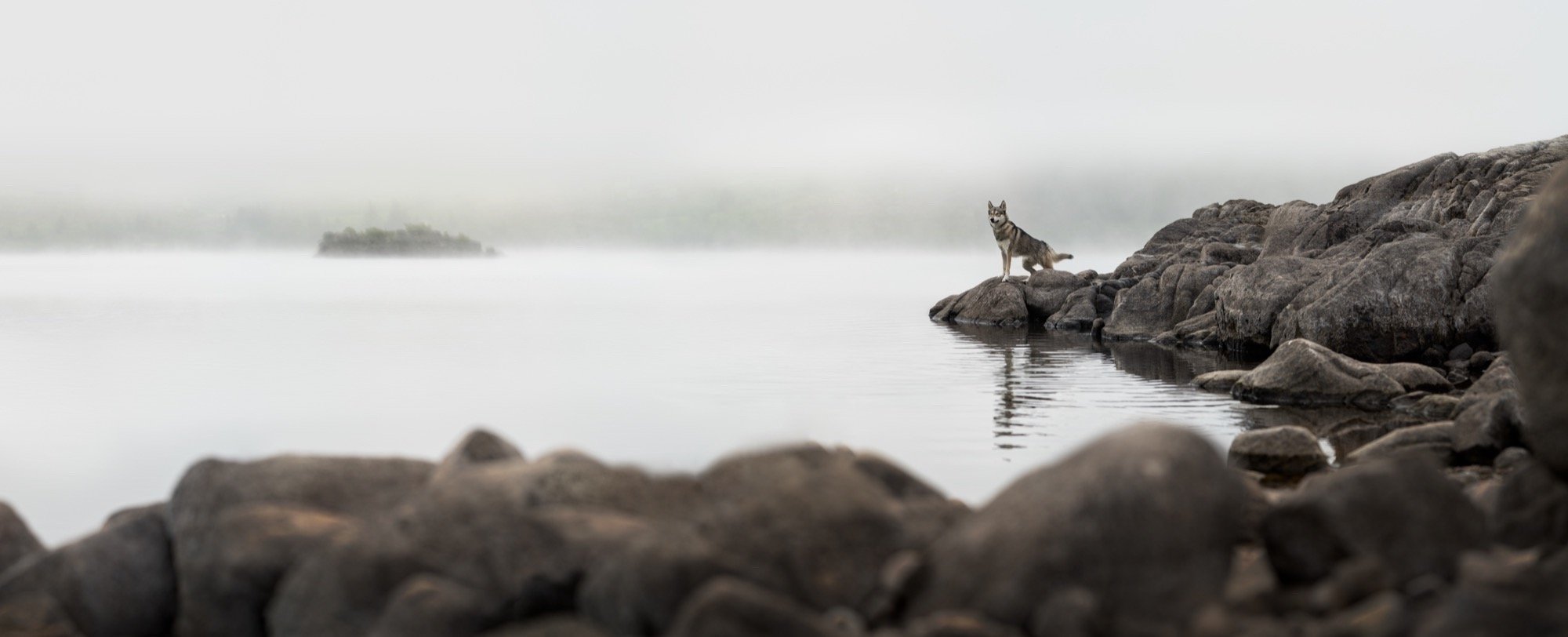 Loch Canis Lupus copy.jpg