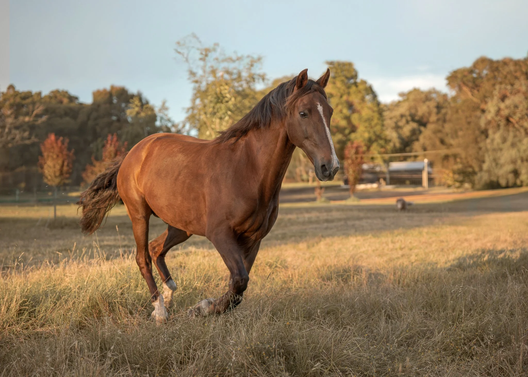 Magic canter .jpg