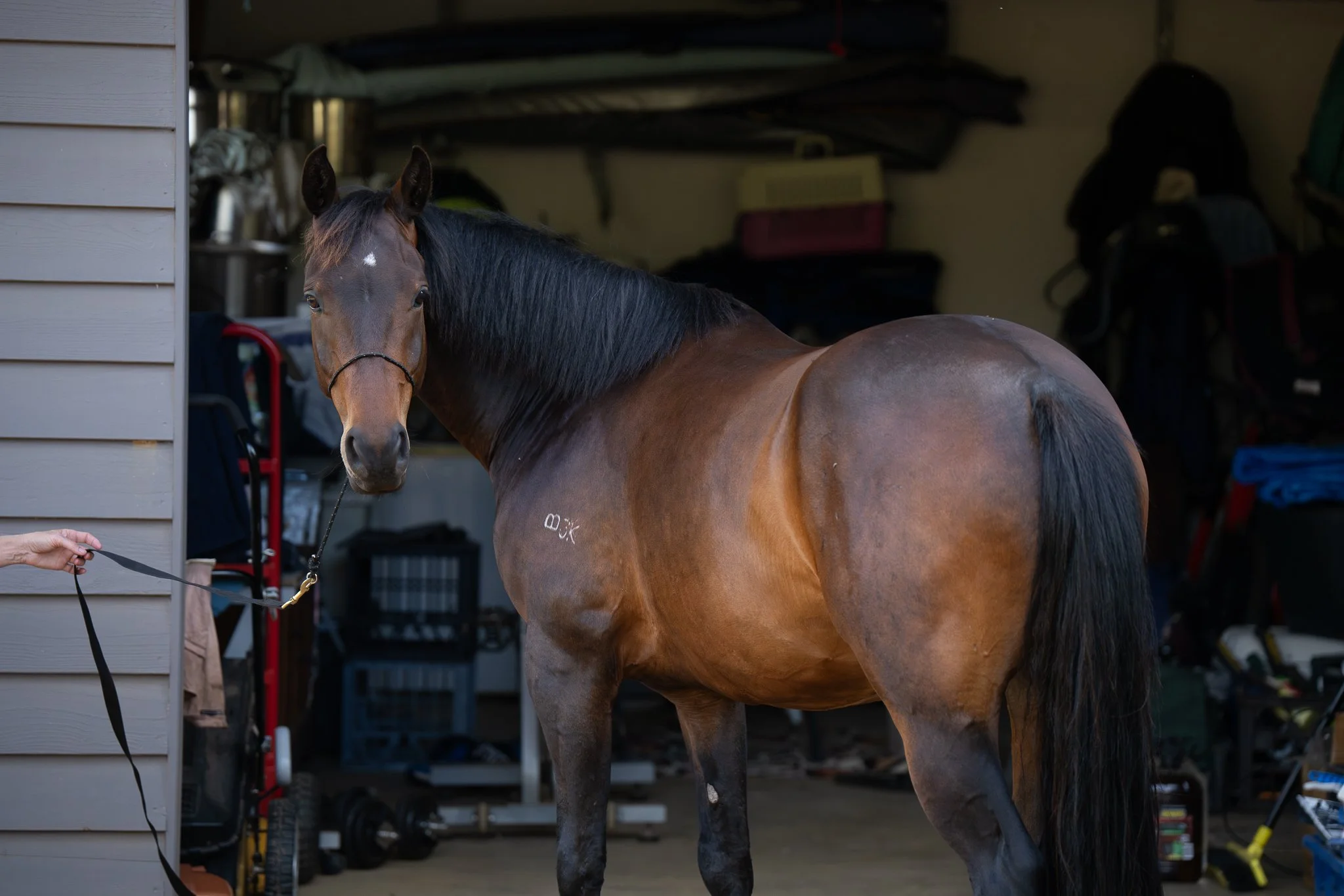A dark bay horse stands with a thin rope halter on during his black background photo session in Margaret River, WA