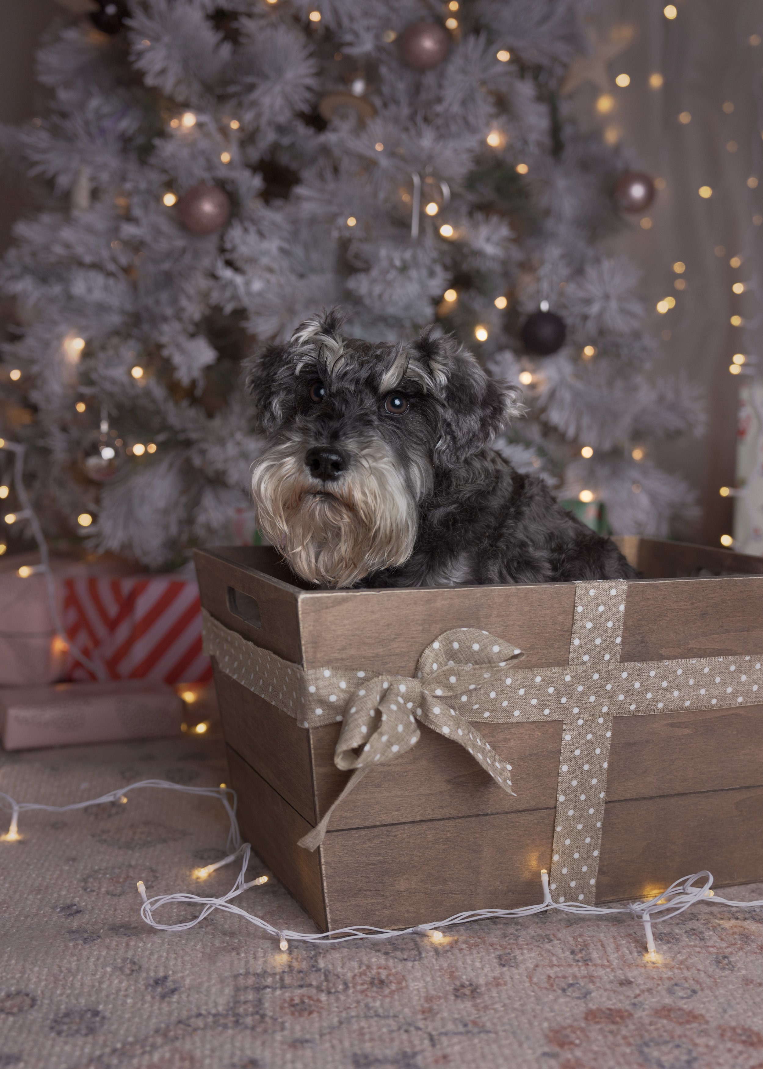 Win xmas24 final.jpg