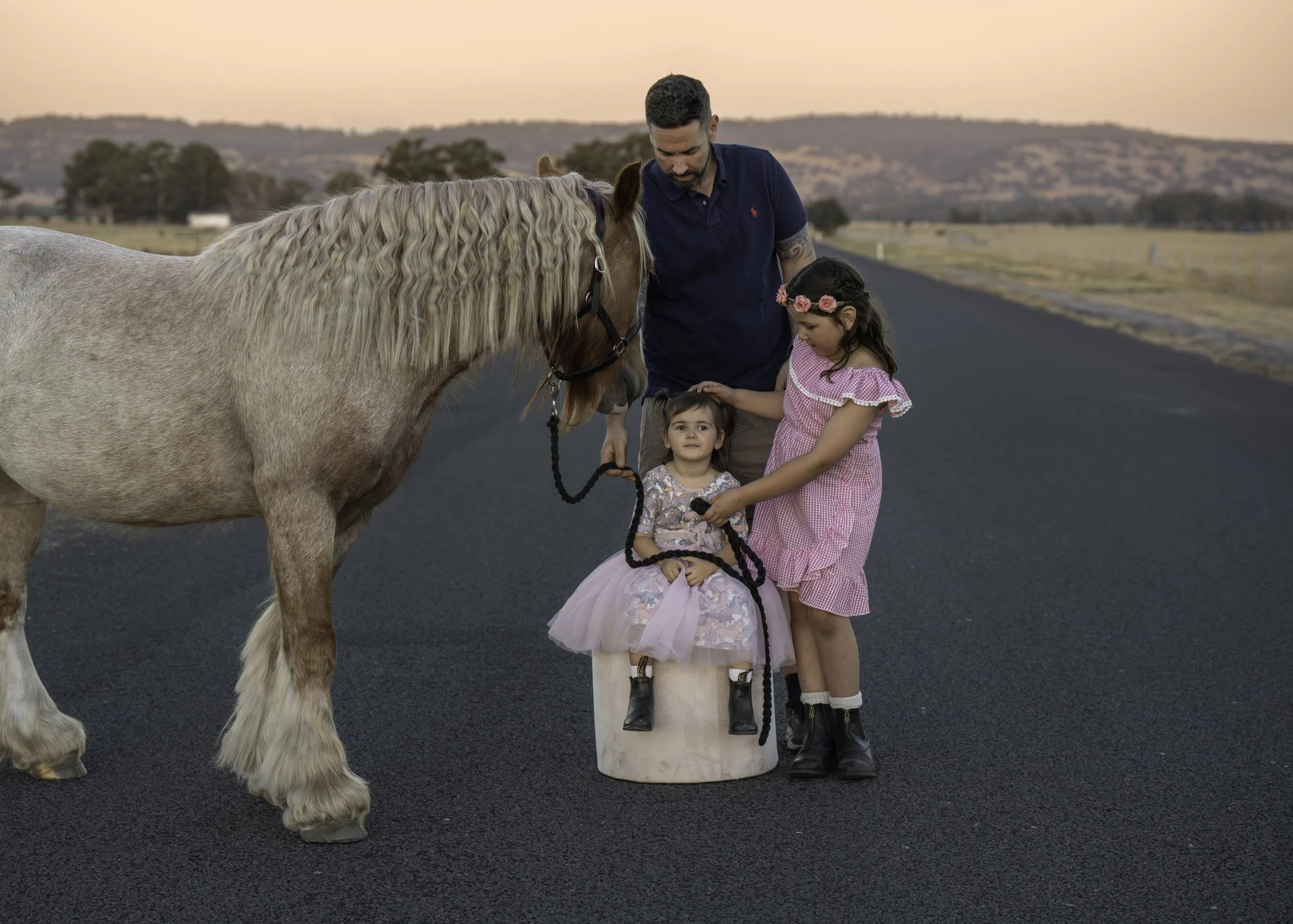Gypsy cob portrait copy.jpg