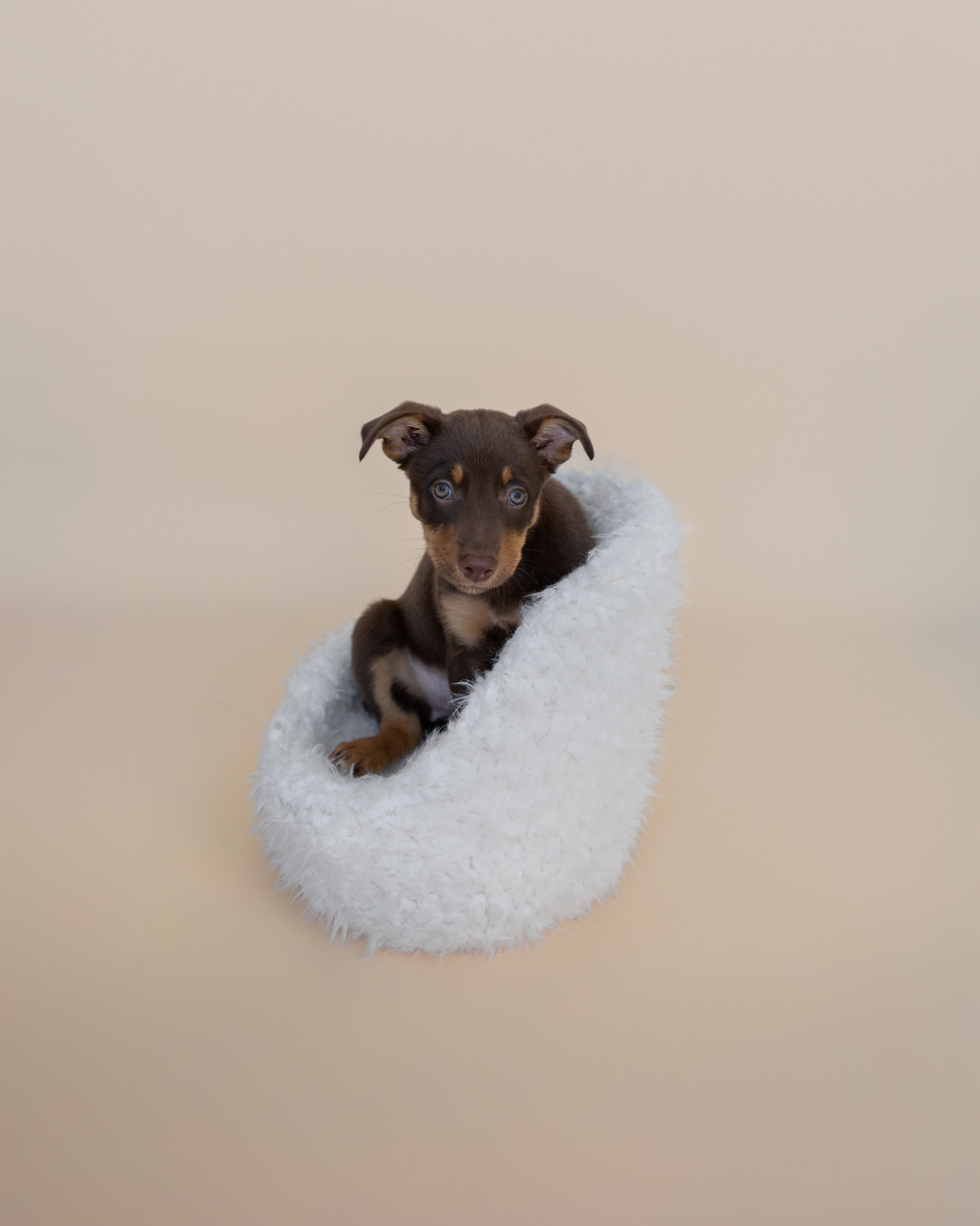 ellie as a puppy.jpg