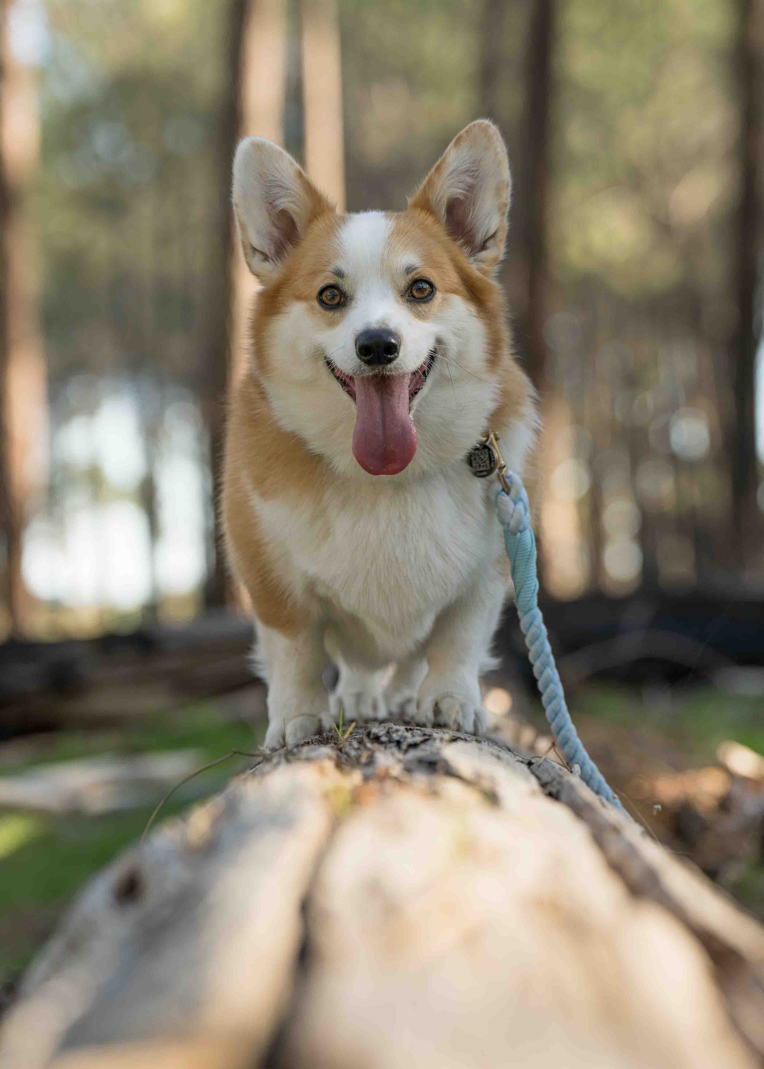 A Pembroke Welsh Corgi dog  standing on a log in a wooded area in Perth
