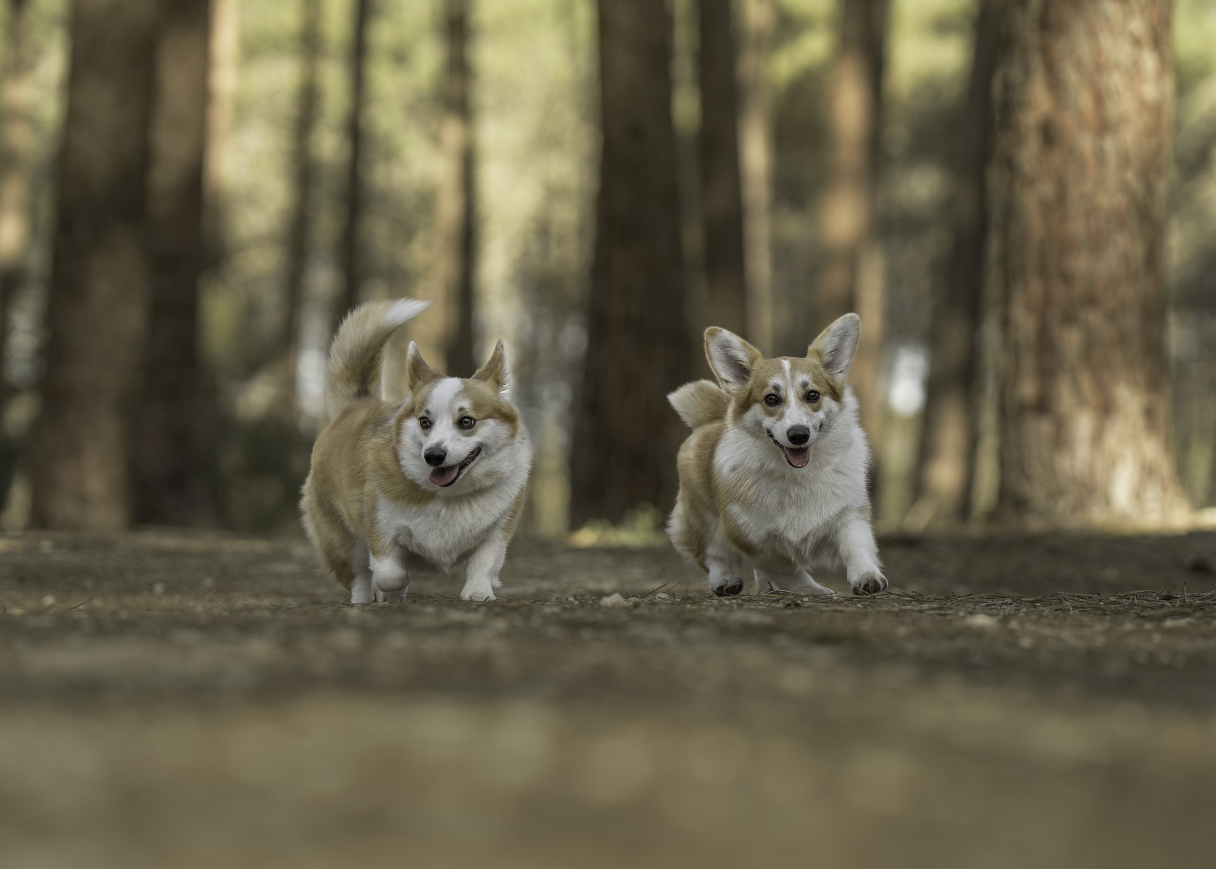 Two corgi dogs running on a dirt path in a forest with tall trees in the background.