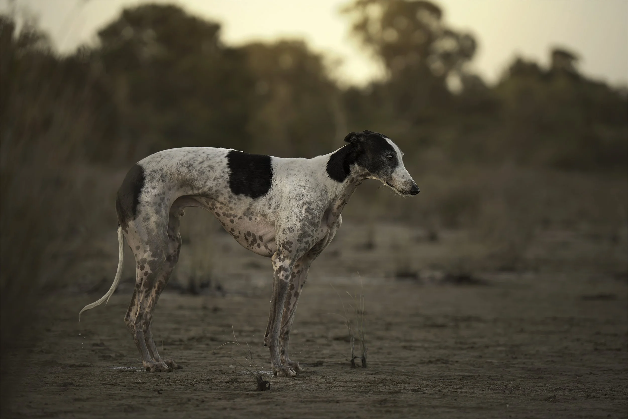 A greyhound dog with black patches on its back standing outdoors on a dirt ground during sunset, with blurred trees in the background.