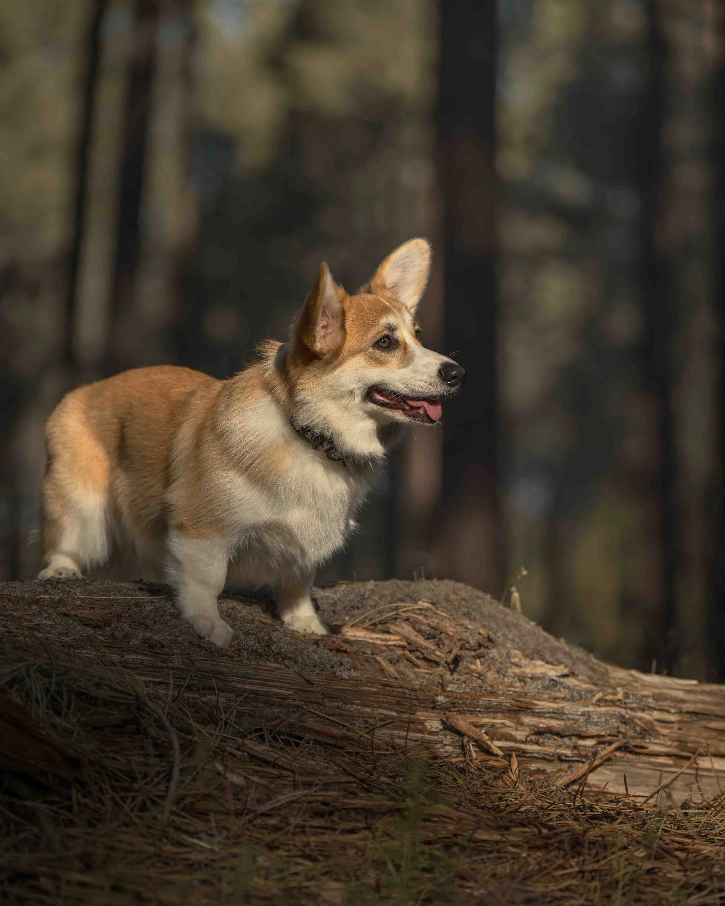 A Pembroke Welsh Corgi photographed by Chelsea Lou Photography in The Pines, in Gnangara, WA