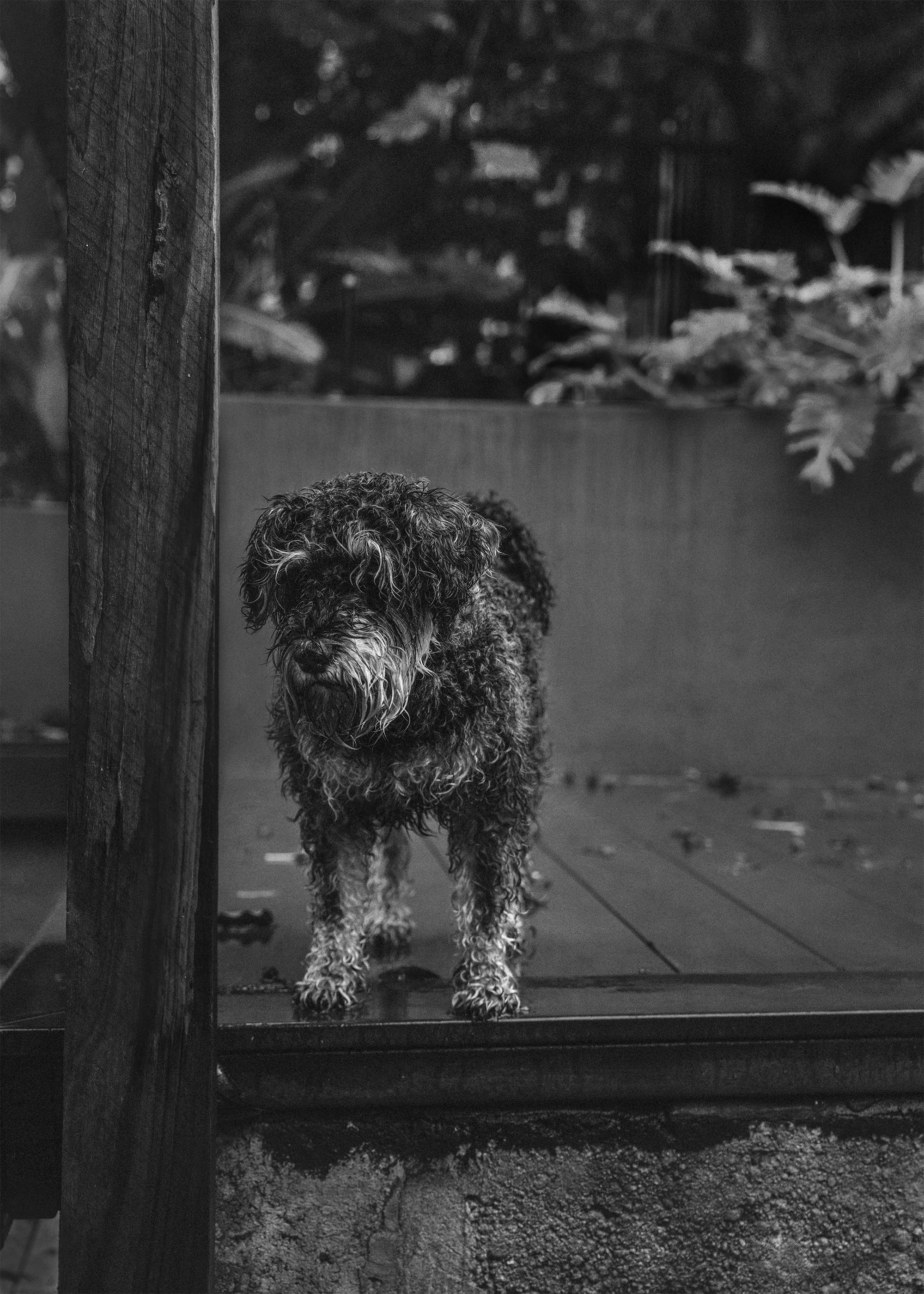 In the rain.jpg
