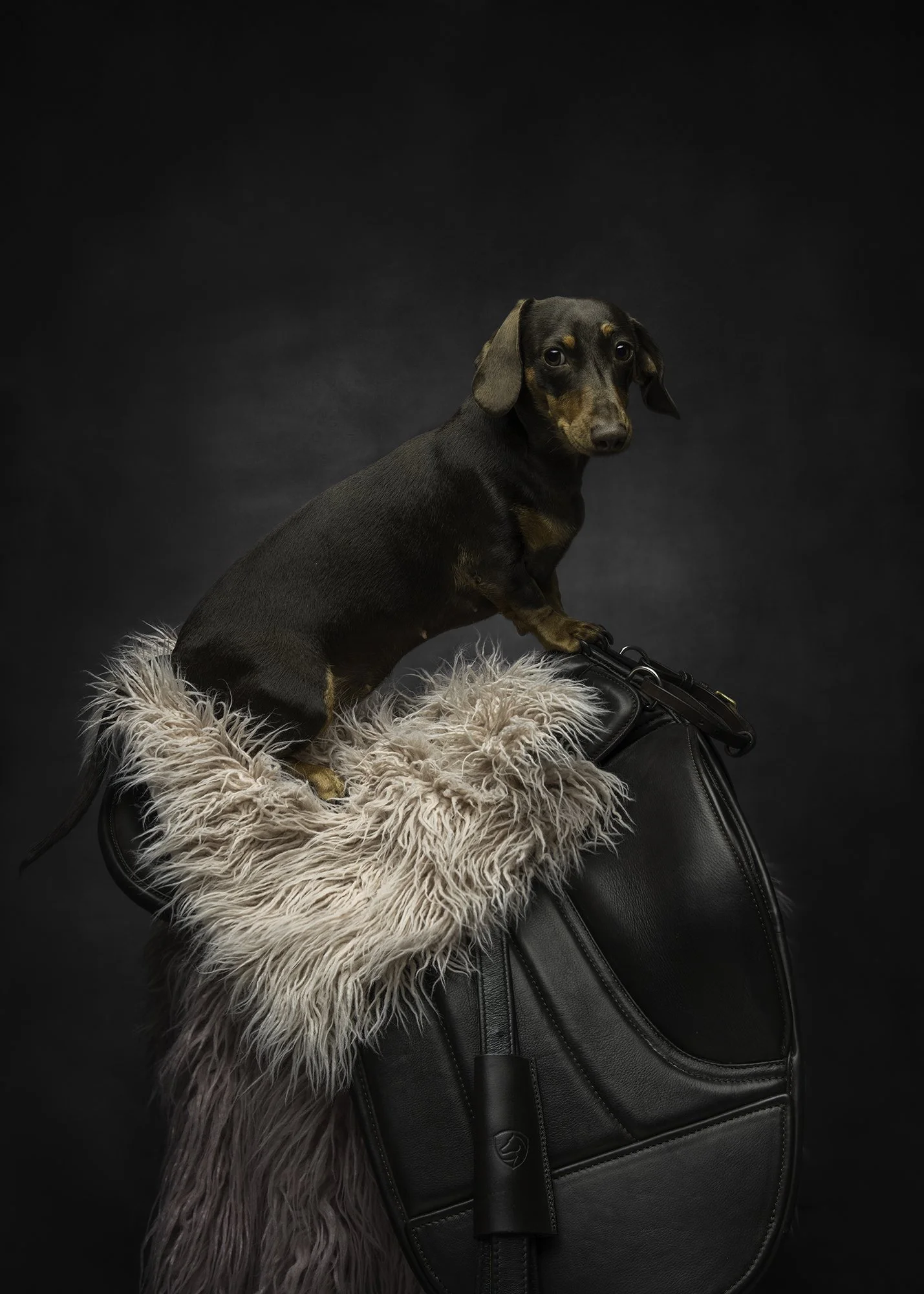 A black and tan dachshund dog sitting on a soft pink shaggy rug with a black leather handbag in front of it, against a dark background.