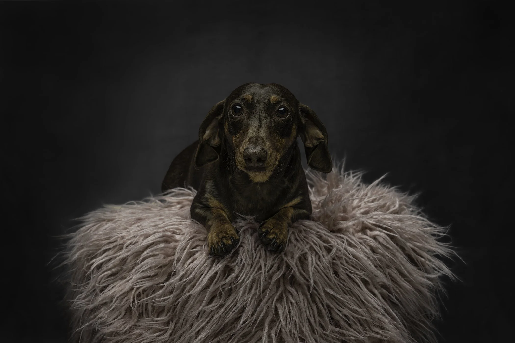 A brown Dachshund dog with long ears and expressive eyes lying on a fluffy pink rug against a dark background.